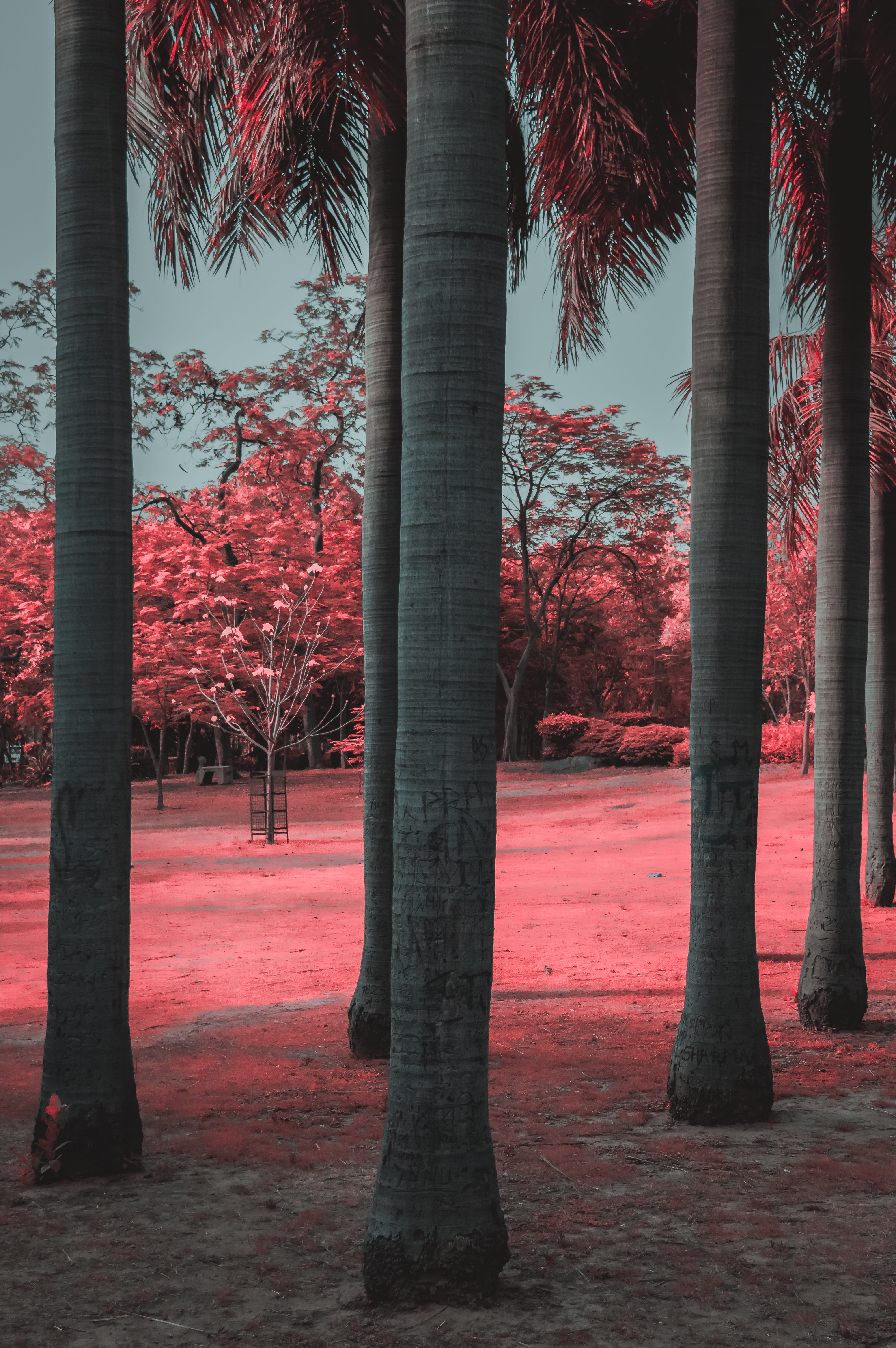 paradise, treelined, architecture, sky, tropical climate, colors, beauty in nature, landscape, palm tree, 5K, false colors, field, plant, tree, Phone HD Wallpaper