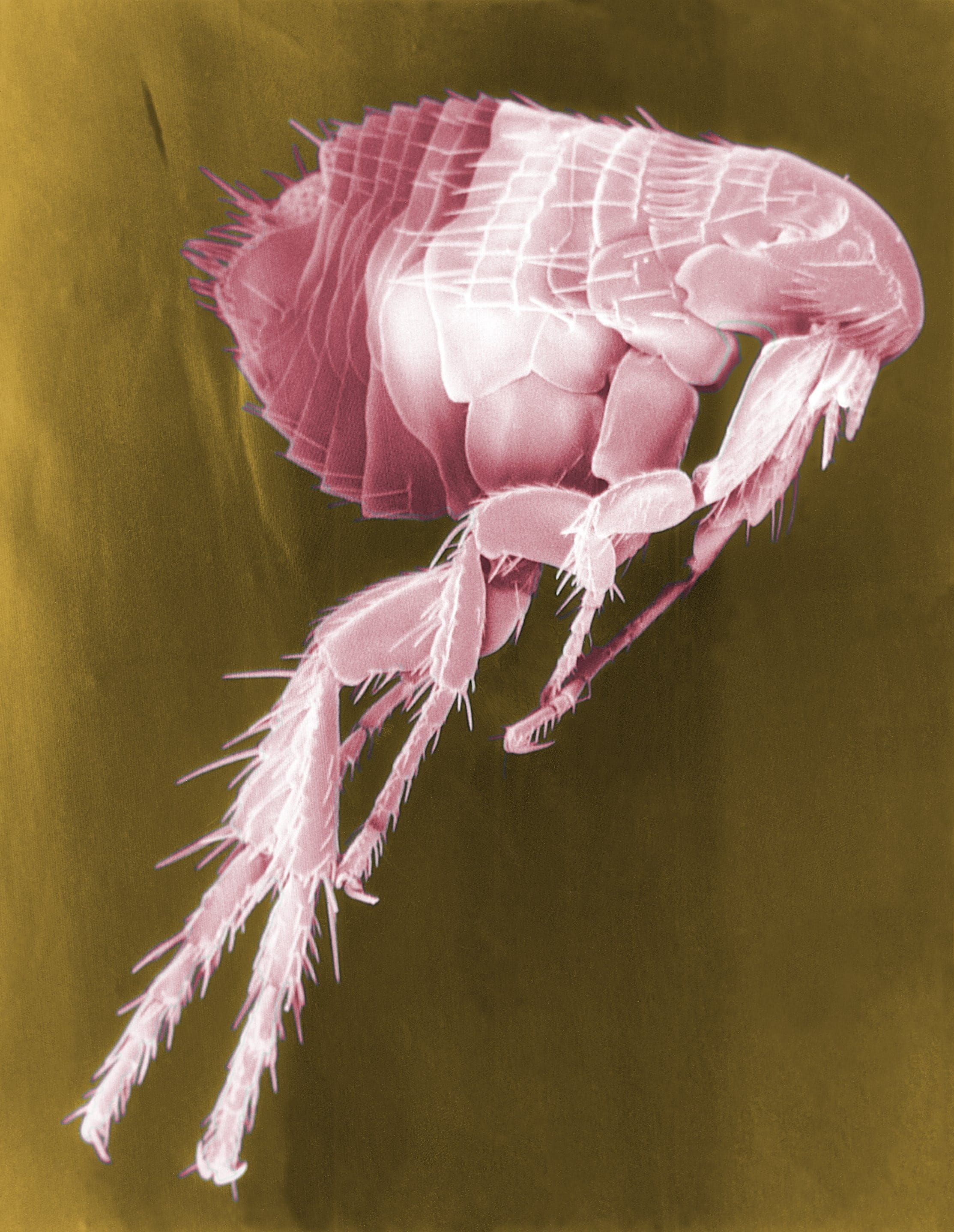 beauty in nature, fragility, no people, vulnerability, Parasite, false color, close-up, electron micrograph, Flea, flowering plant, indoors, 2K, illustration, Phone HD Wallpaper