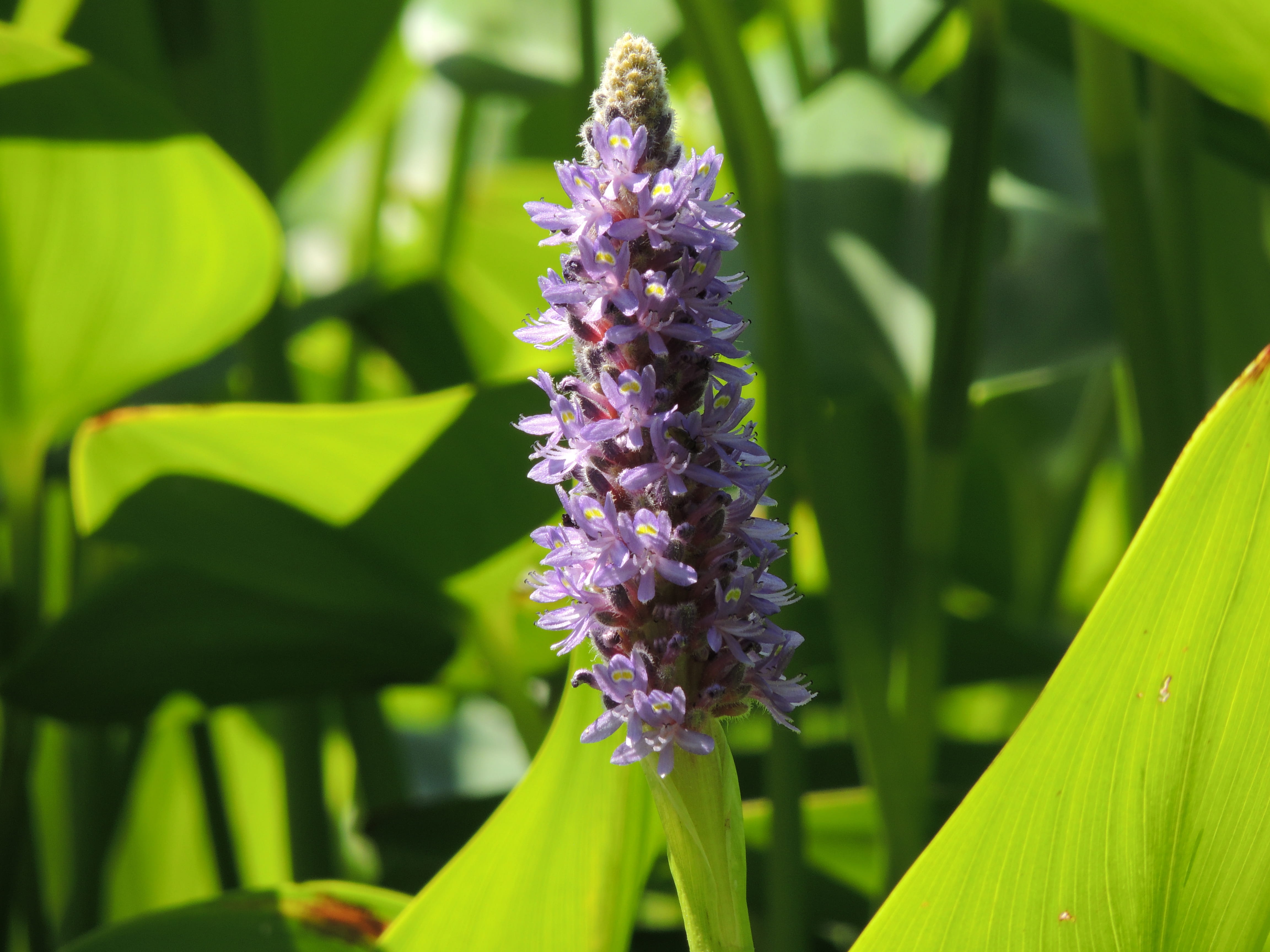 flowering plant, canada, plant, nature, vulnerability, fragility, montreal botanical garden, botany, animal themes, one animal, green, focus on foreground, HD Wallpaper