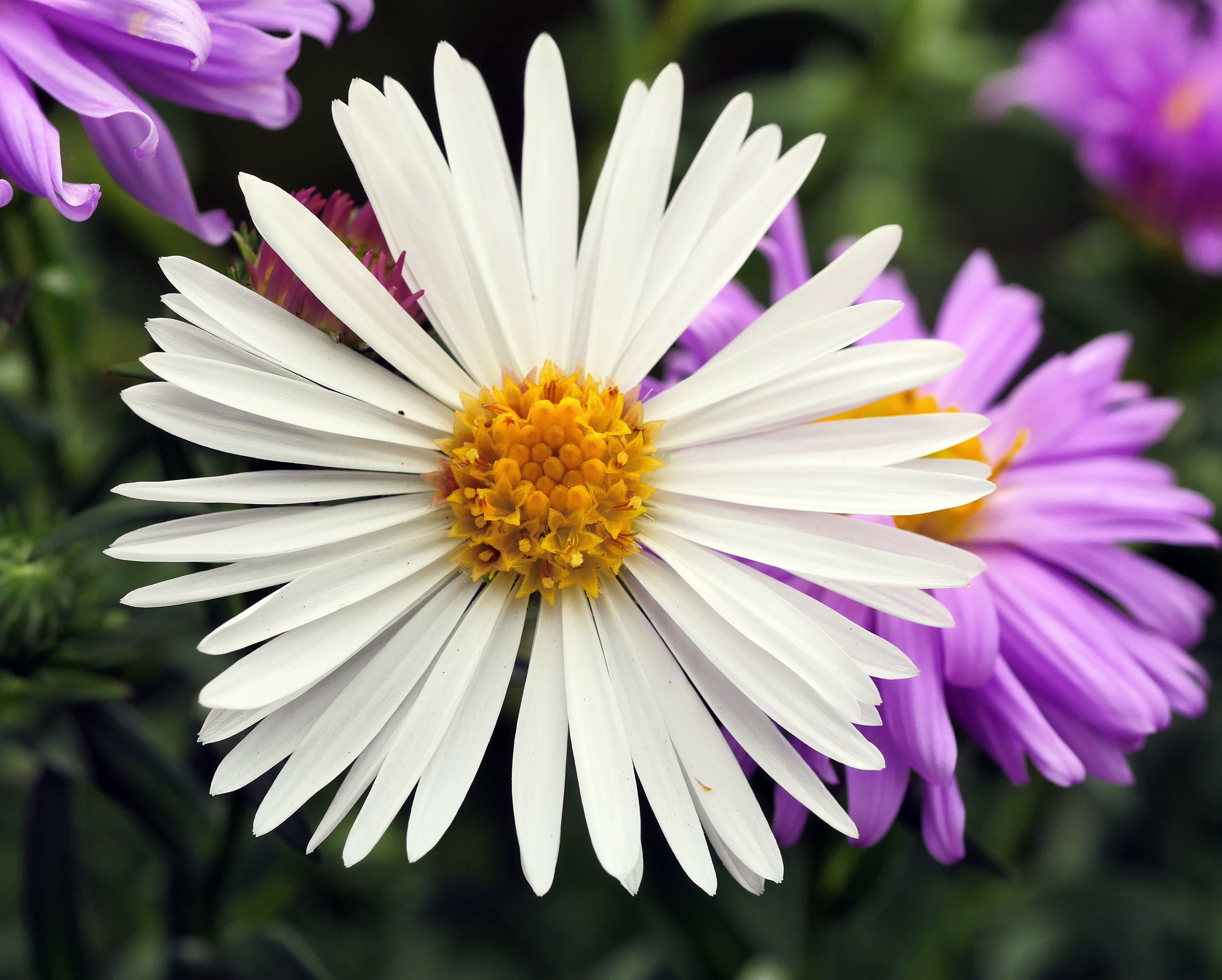 yellow, flower, nature, fragility, flowering plant, daisy, growth, frühherbst, close-up, white color, beauty in nature, white aster, flower head, garden, HD Wallpaper