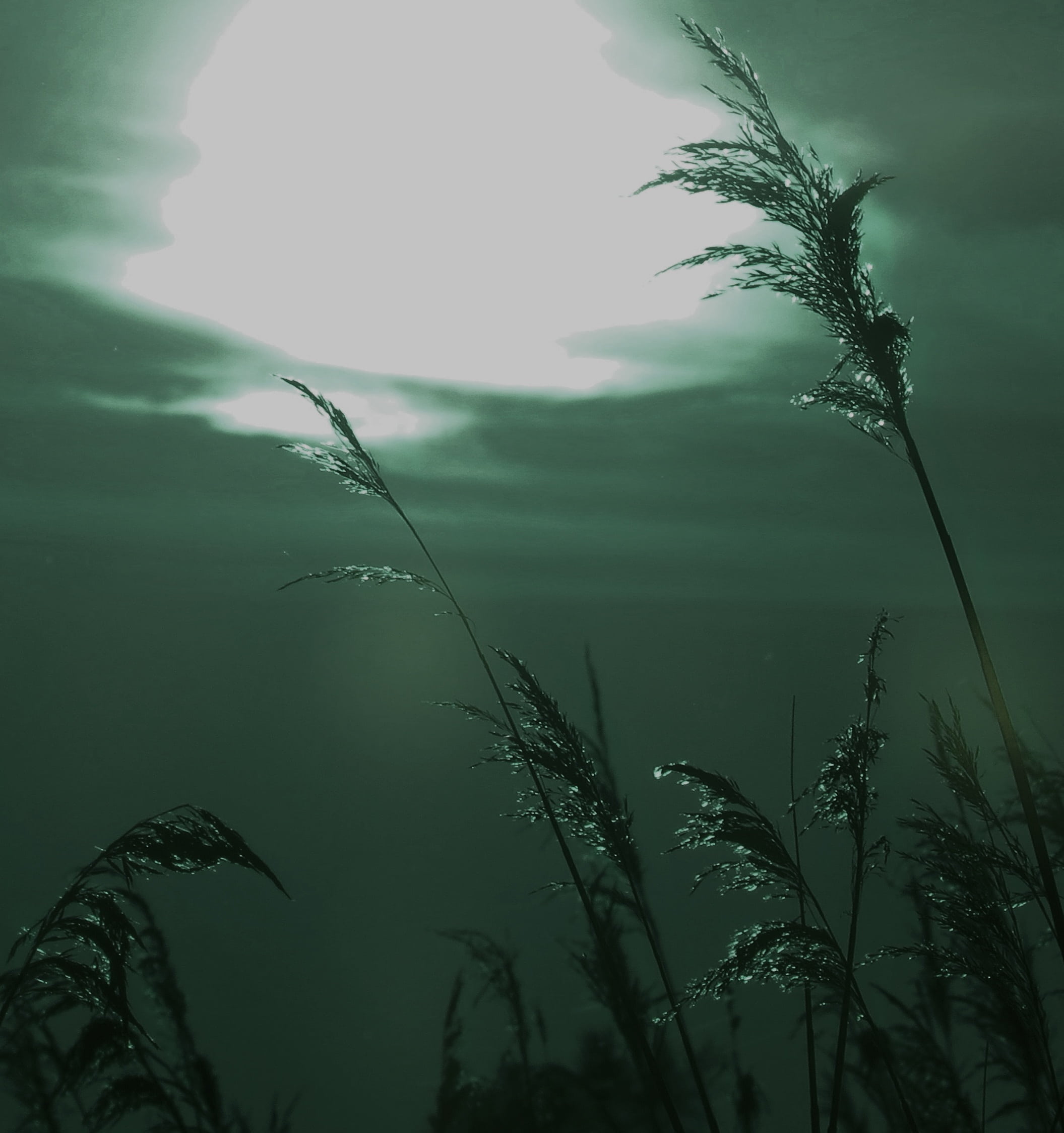 water, lake, plant, reed, beauty in nature, mystical, false color, dusk, tree, sky, green color, atmosphere, tranquility, plant part, leaf, outdoors, rest, Phone HD Wallpaper