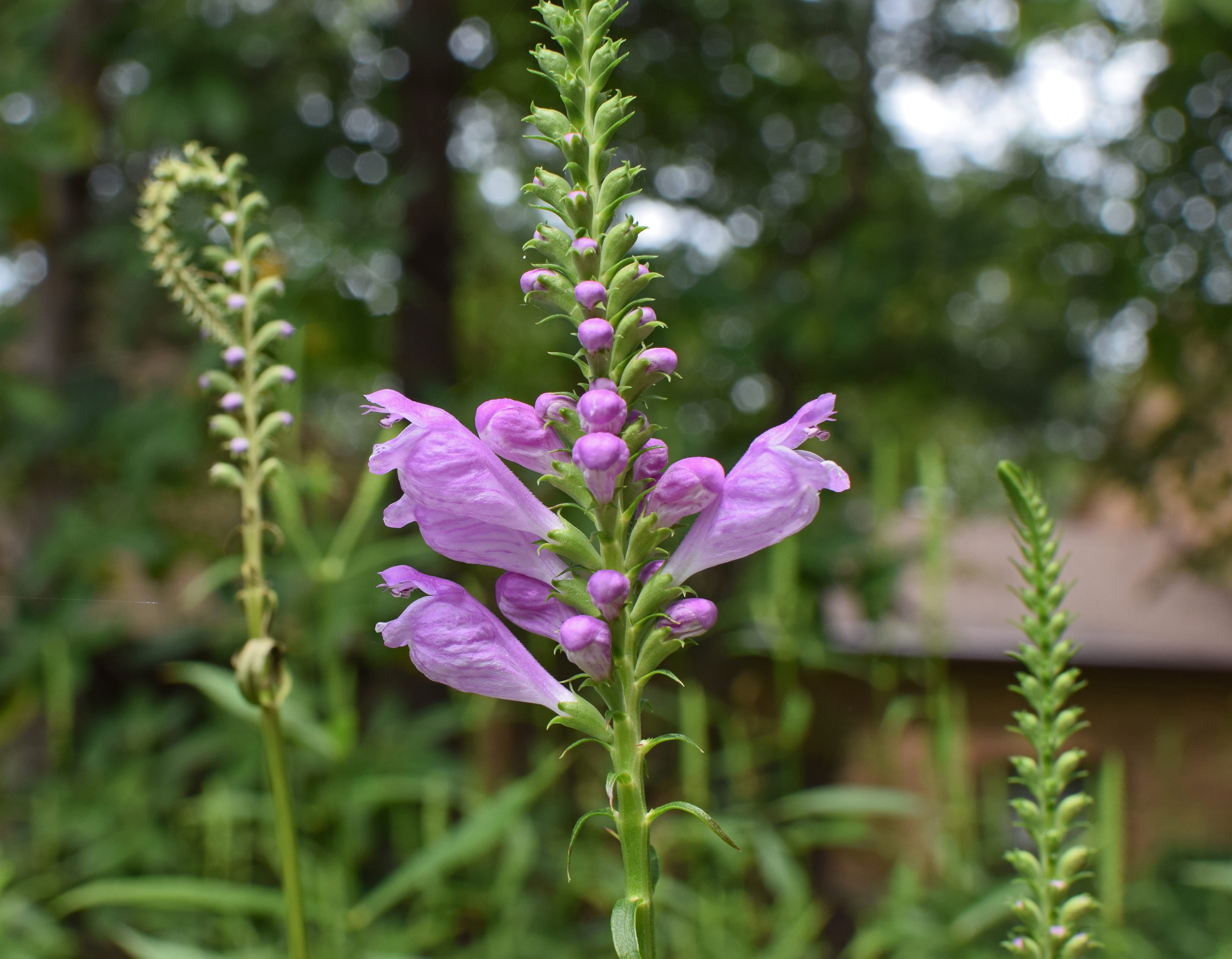 plant, petal, growth, day, lilac, vibrant, flowering plant, garden, blossom, beauty in nature, flower head, purple, focus on foreground, colorful, nature, HD Wallpaper