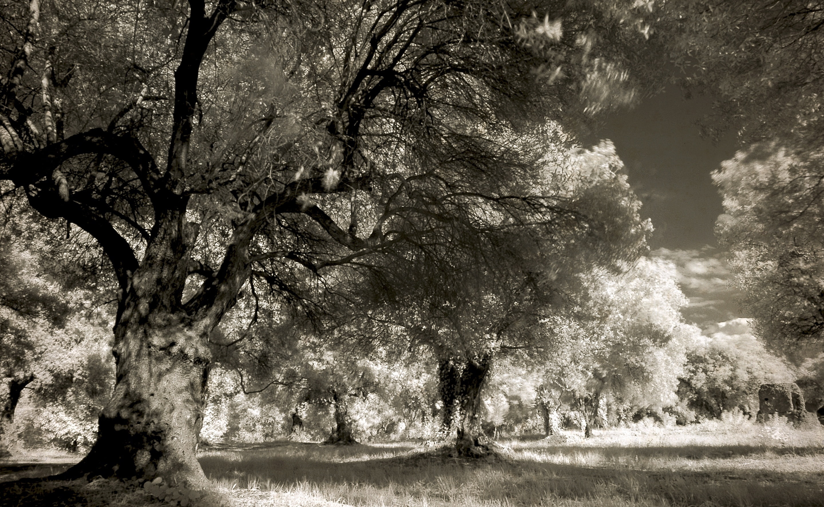growth, no people, landscape, Outdoor, environment, tree trunk, italian, sunlight, 2K, trunk, grass, beauty in nature, plant, day, Vintage, motion, infrared, HD Wallpaper