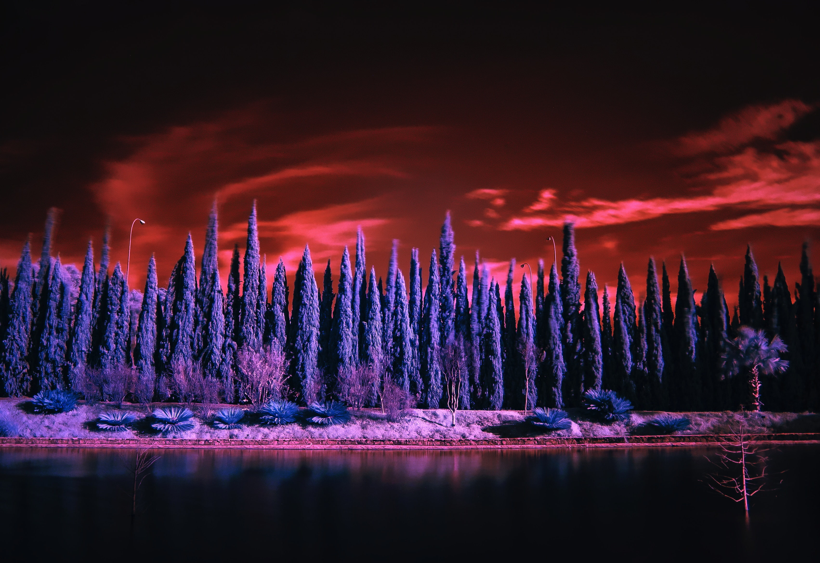 2K, 4K, Infrared, Cypress trees, Lake, HD Wallpaper
