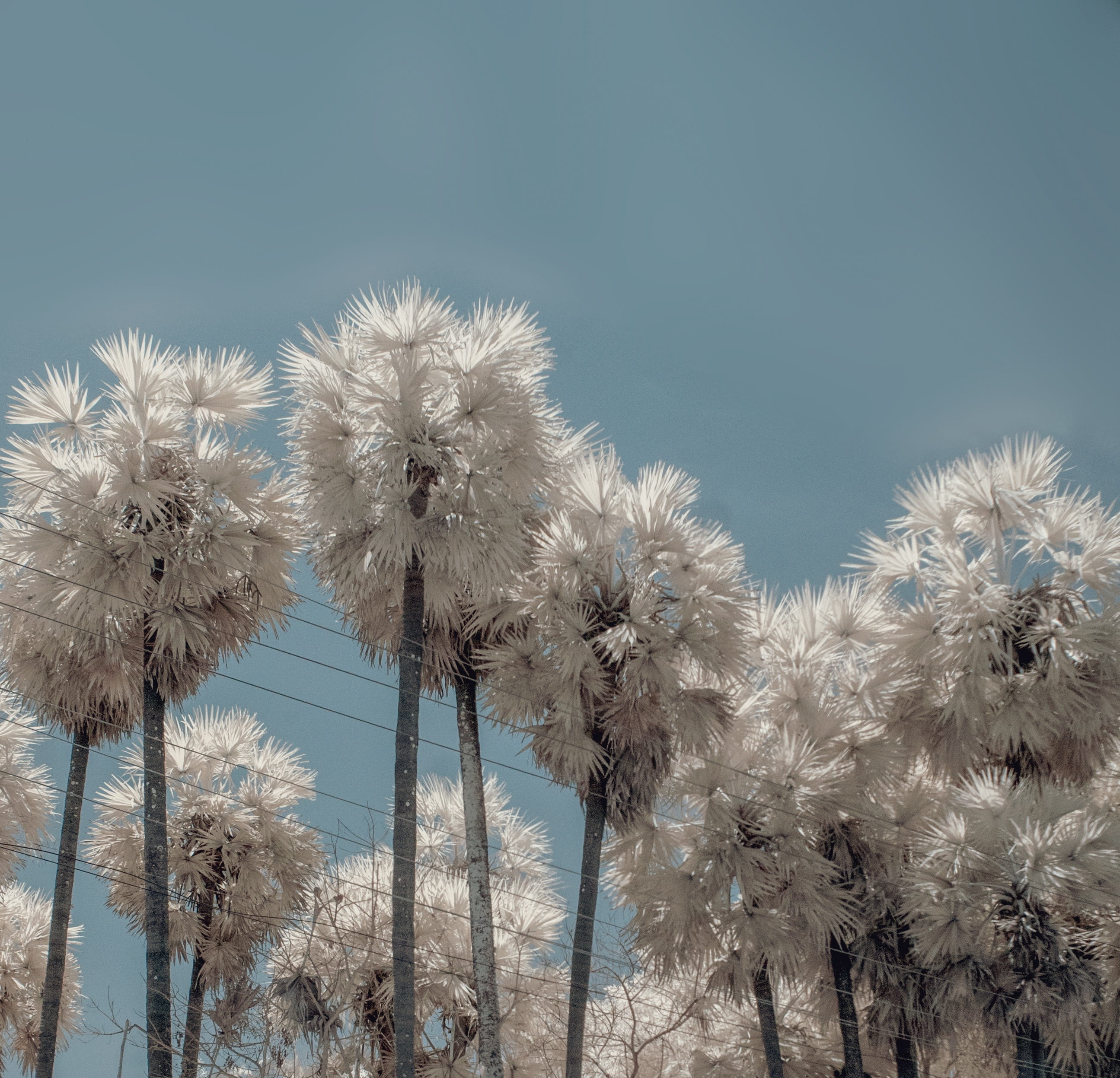 nature, india, low angle view, no people, infrared, flower, beauty in nature, fragility, kerala, blue, 2K, inflorescence, dandelion, plant, flowering plant, HD Wallpaper