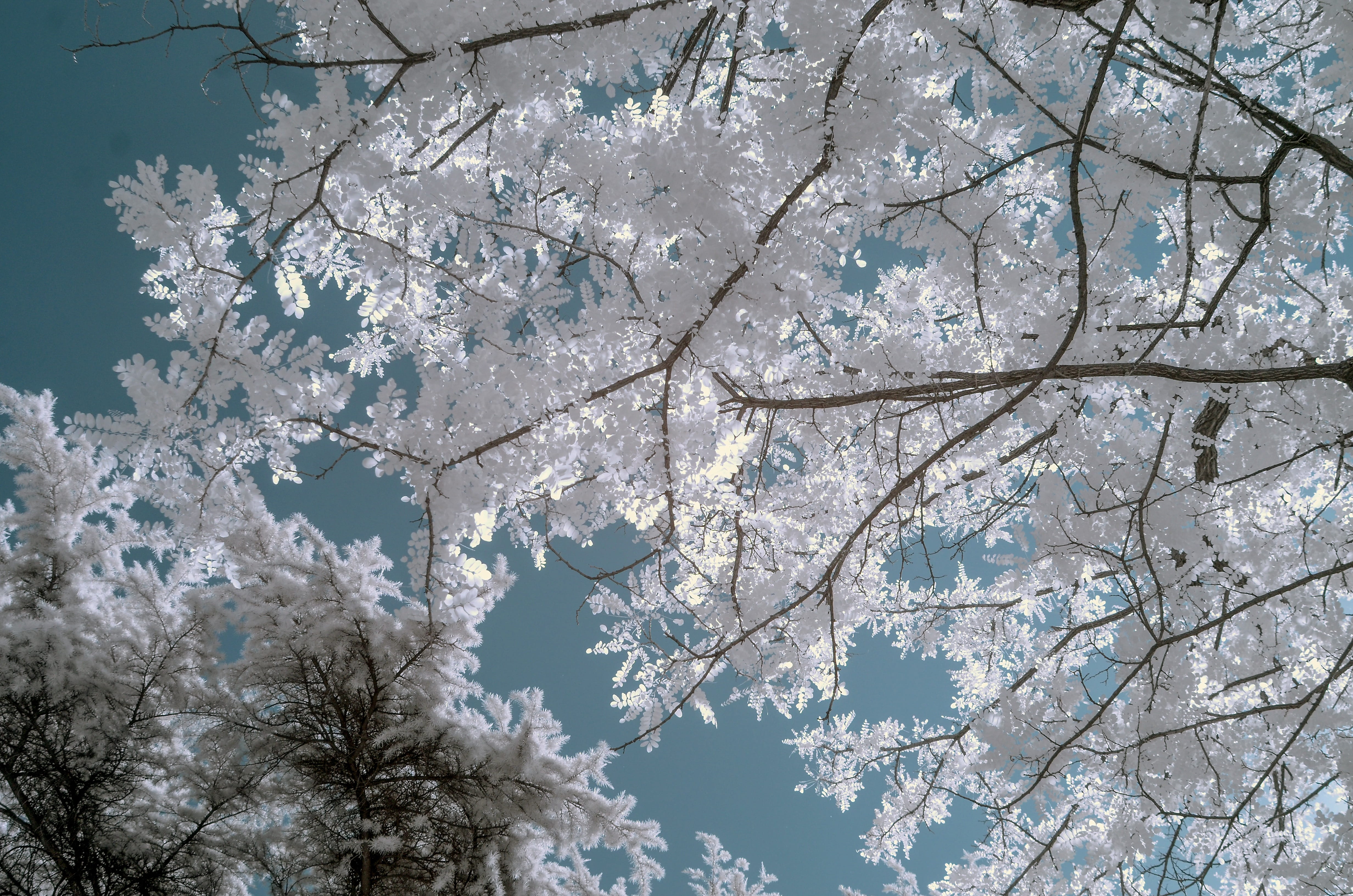 beauty in nature, nature, italy, tree, white color, trees, springtime, summer, day, travelling, fragility, blue, 4K, freshness, milano, cherry tree, cold temperature, HD Wallpaper