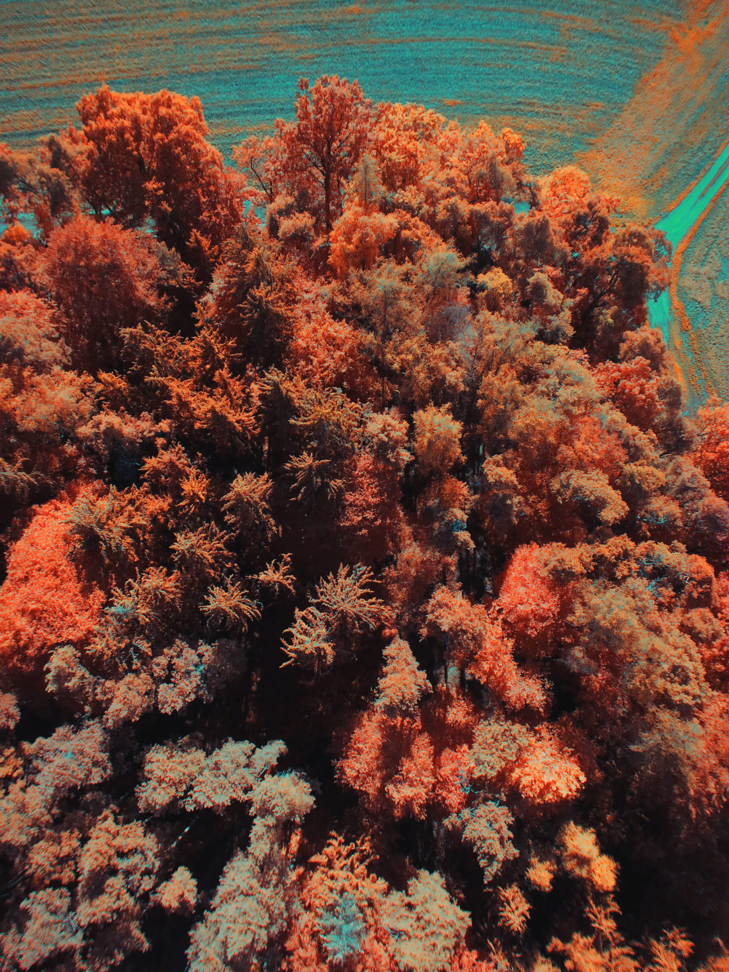 sea life, 4K, deutschland, day, sea, coral, tree, underwater, no people, tranquility, autumn, forest, outdoors, orange color, aerial, change, undersea, Phone HD Wallpaper
