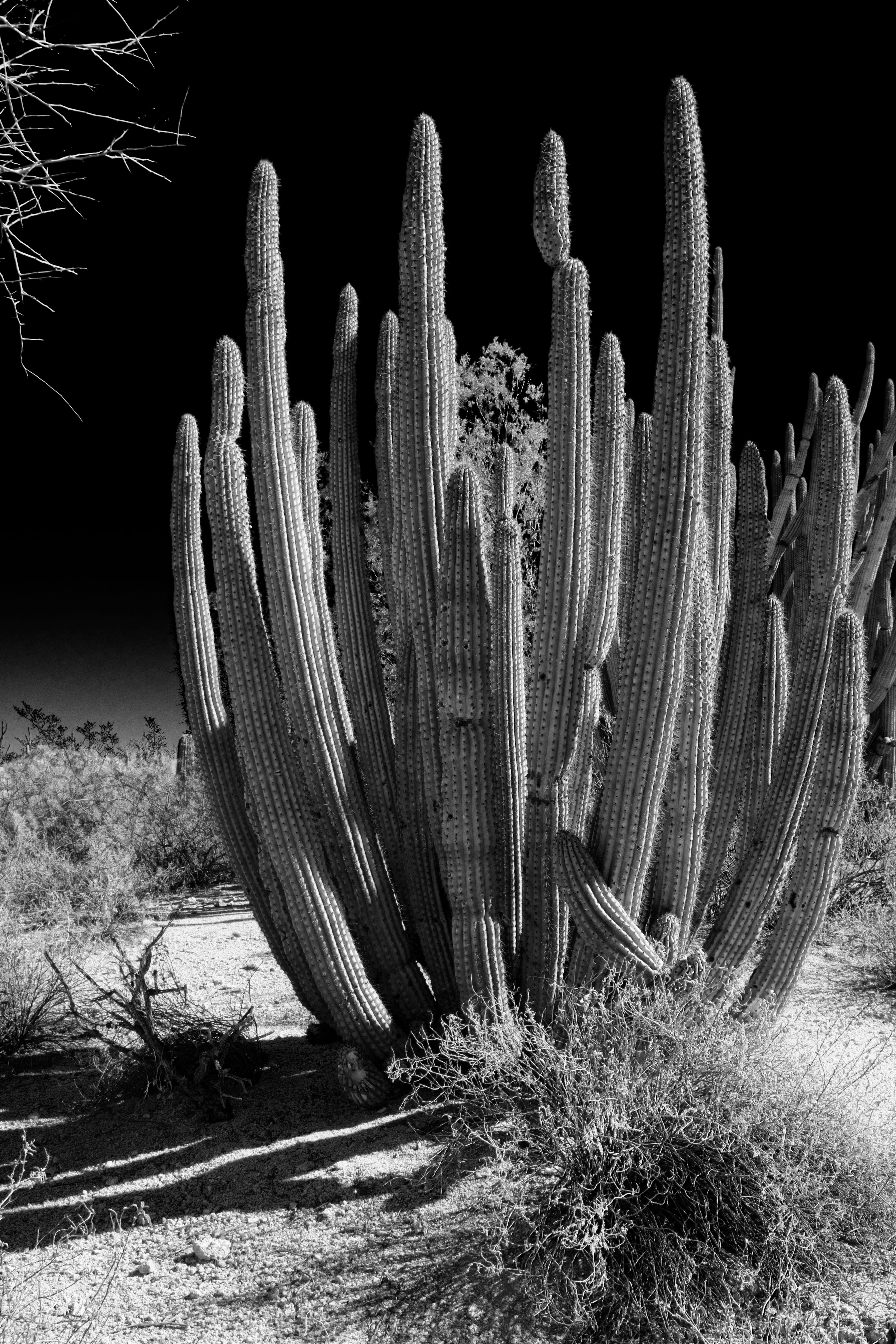 beauty in nature, cactus, sunlight, arizona, uncultivated, saguaro cactus, spiked, organ pipe, infrared, organ pipe cactus national monument, 5K, growth, Phone HD Wallpaper
