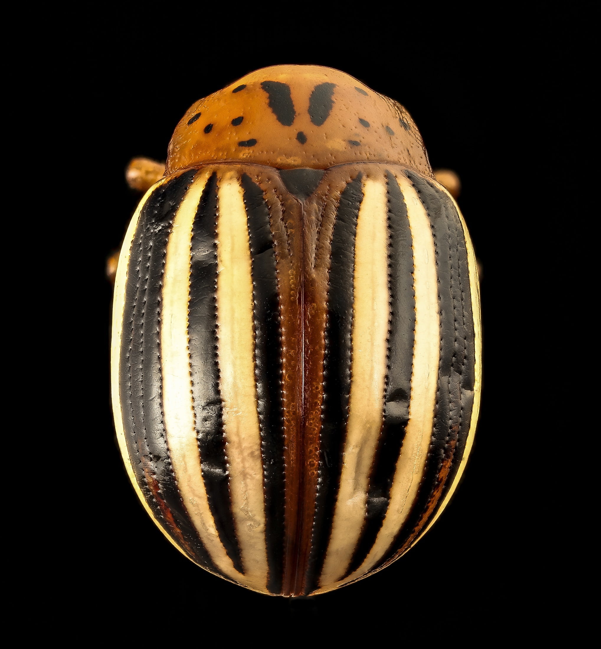 striped, yellow, pattern, cut out, colorado, nature, false potato beetle, s, animal wildlife, stripes, wings, brown, studio shot, indoors, freshness, potato, Phone HD Wallpaper