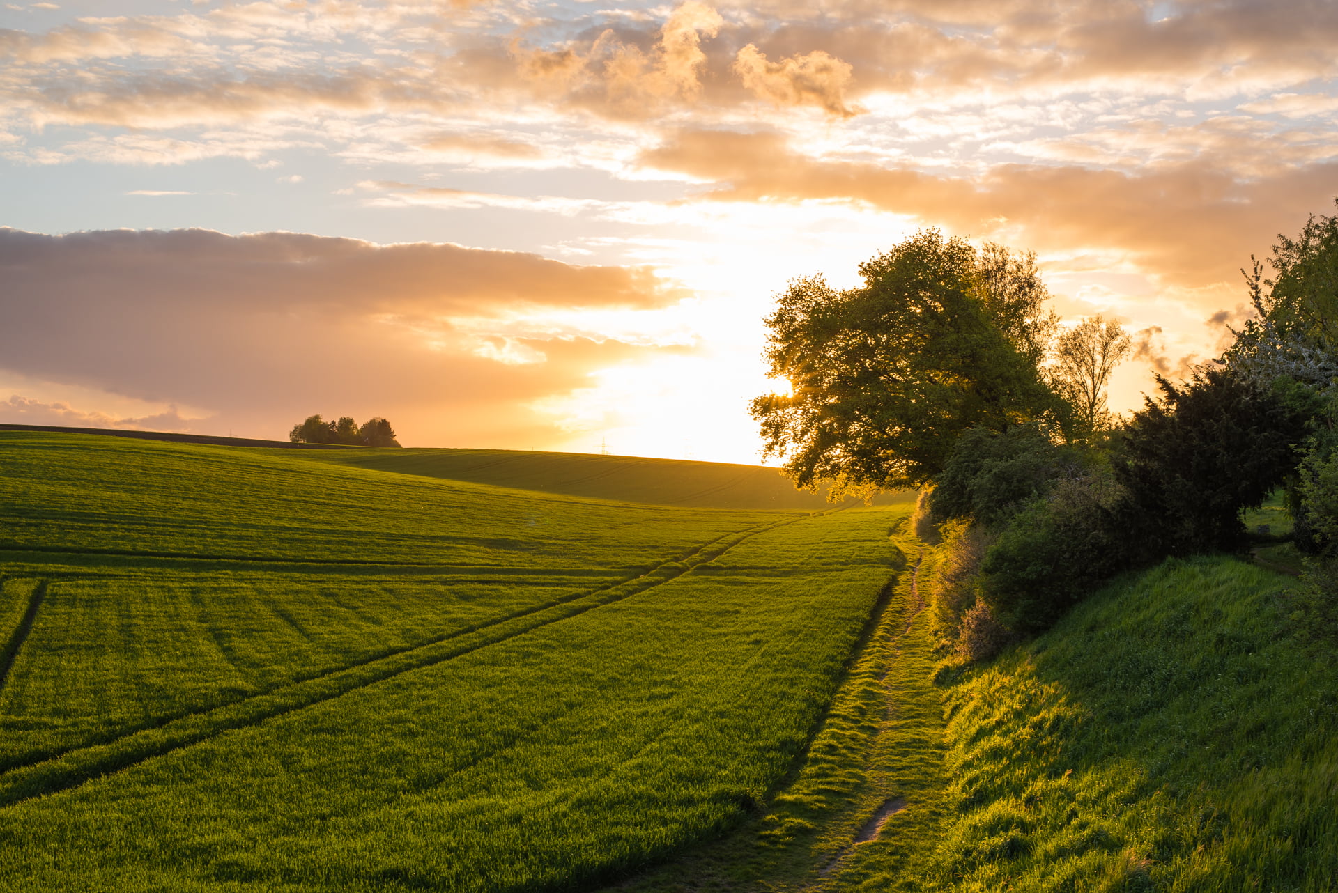 landscaped, sun, rural Scene, evening, outdoors, agriculture, farm, dusk, sunlight, sky, tree, Rhein-Erft-Kreis, green, Germany, cloud - Sky, Landscape, HD Wallpaper