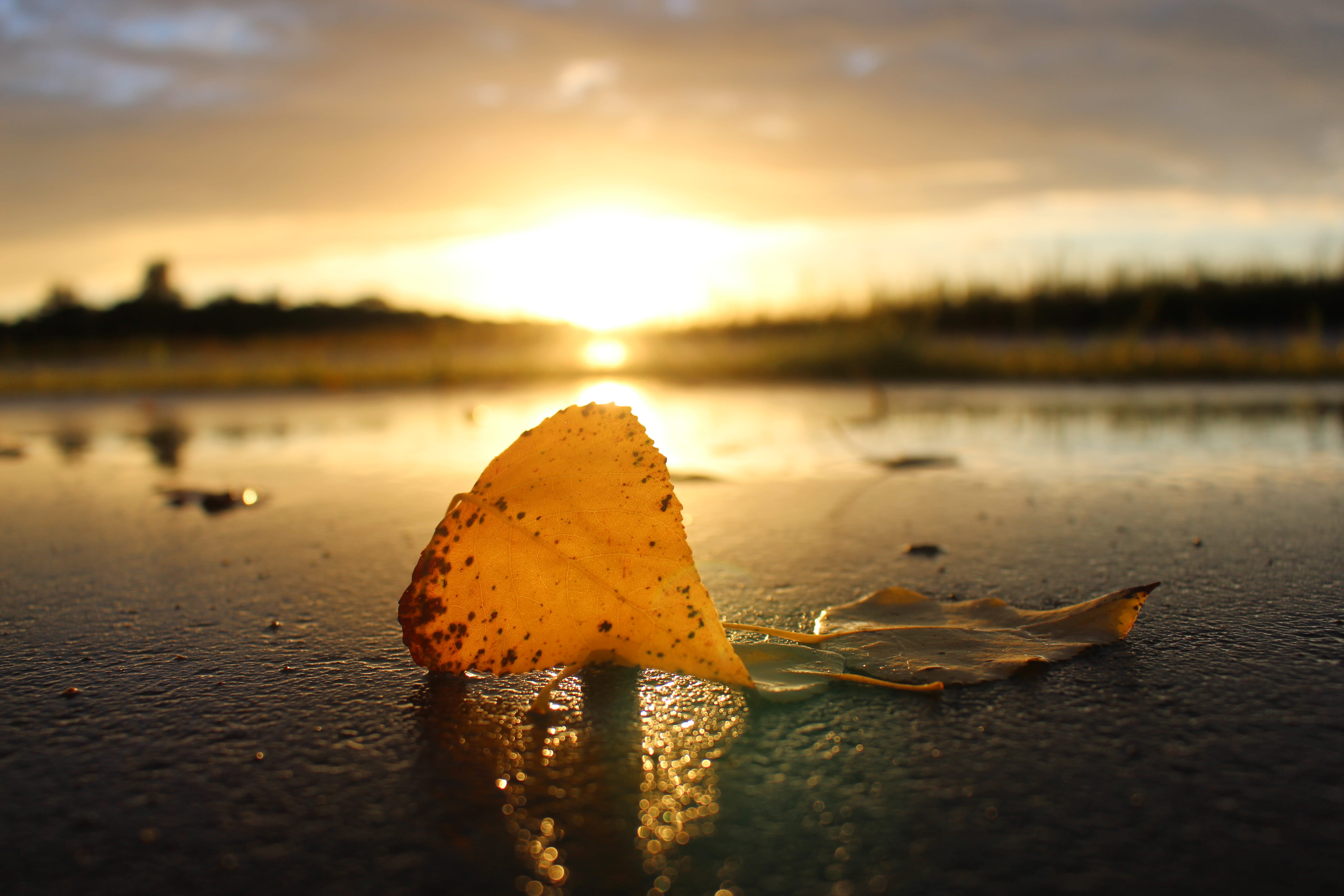germany, sun, surface level, bokeh, orange color, lake, blur, plant part, water, neuenburg am rhein, sunset, tranquil scene, beauty in nature, scenics - nature, HD Wallpaper