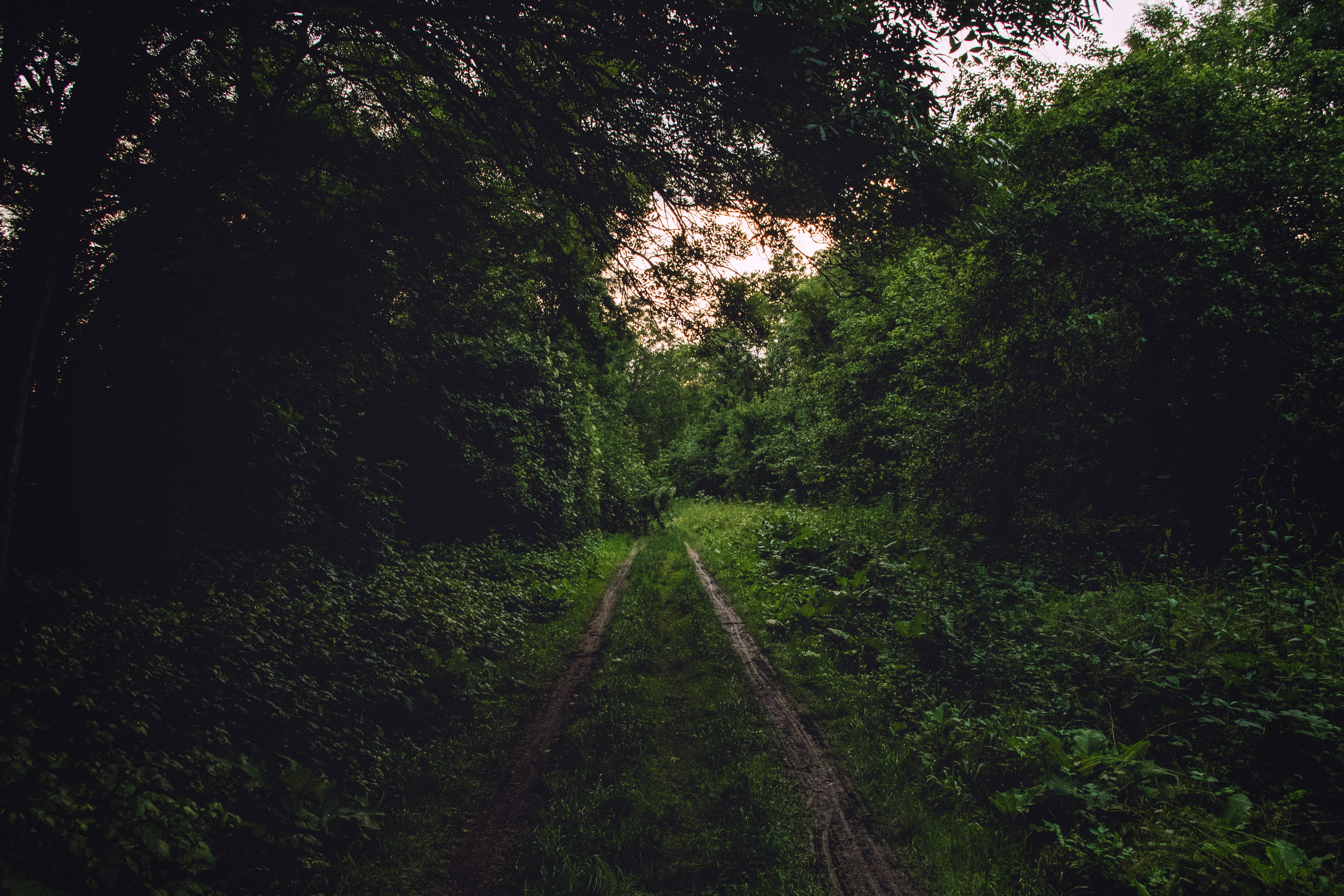 green color, tranquility, beauty in nature, transportation, germany, non-urban scene, lush foliage, no people, nature, tree, 5K, growth, the way forward, HD Wallpaper