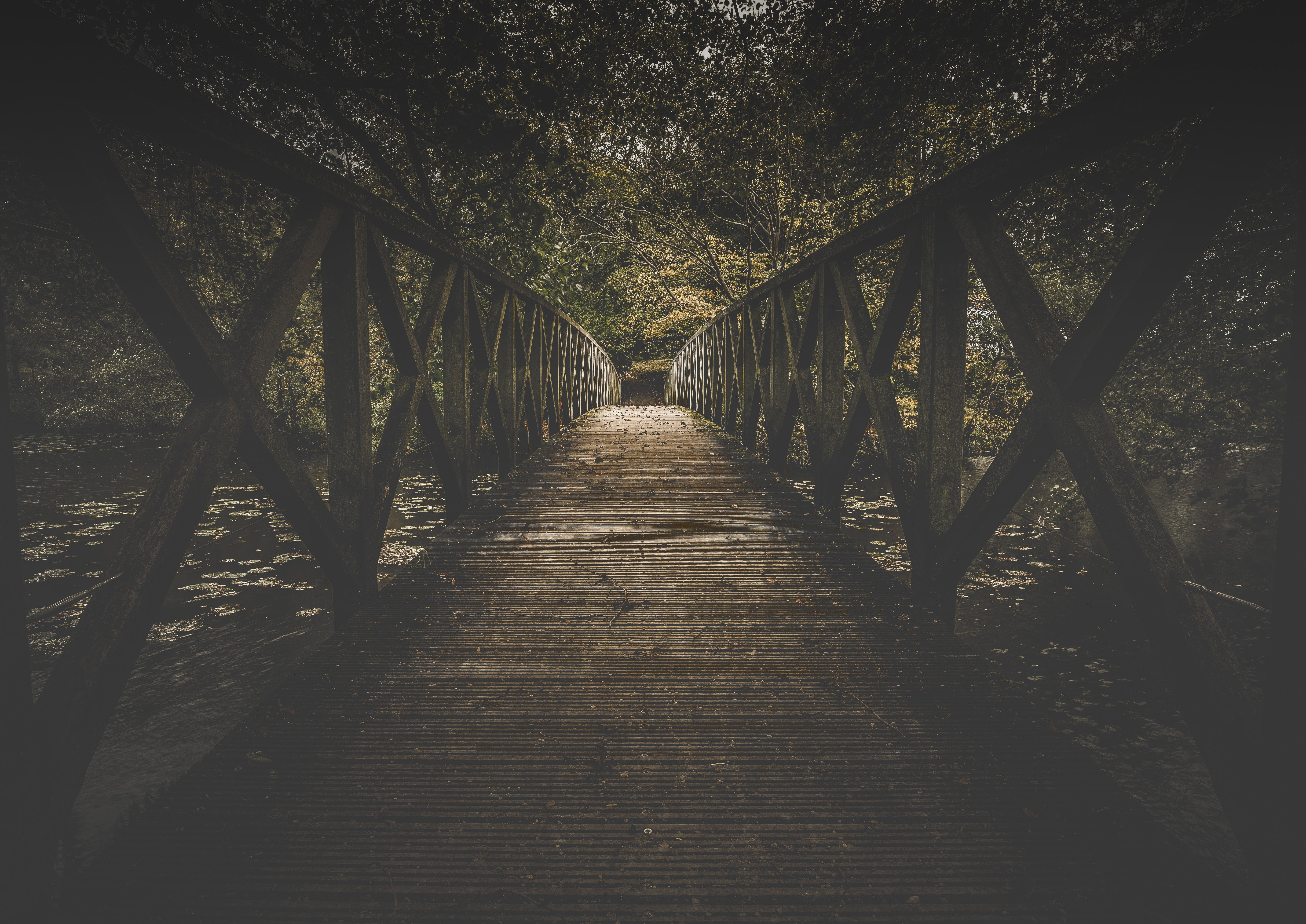 scenics, woodland, tranquil Scene, tree, river, forest, summer, bridge, 5K, wooden, railing, brown, plant, built structure, trees, connection, bridge - Man Made Structure, HD Wallpaper