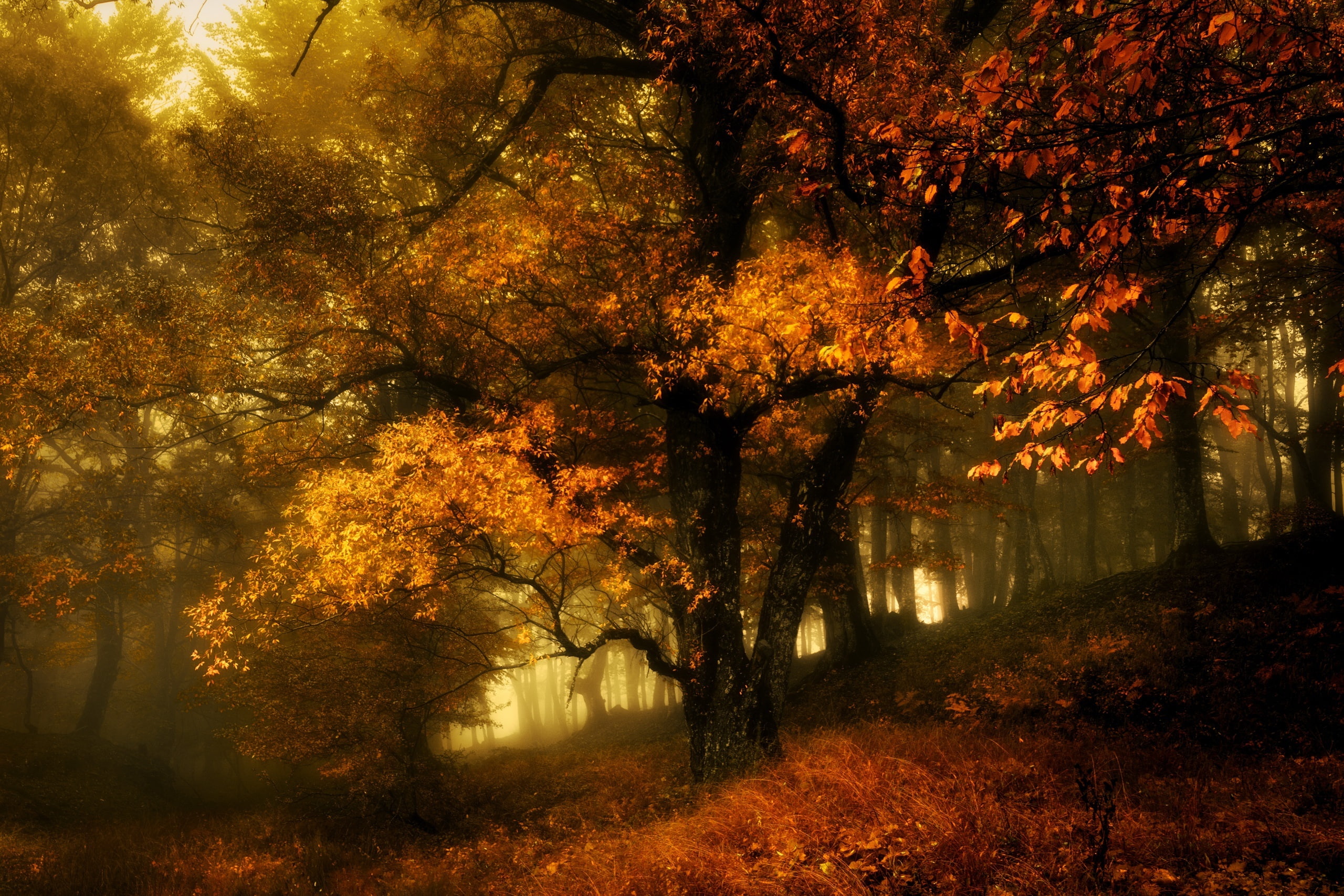 leaf, autumn, foilage, fall, leaves, 2K, landscape, tree, nature, HD Wallpaper