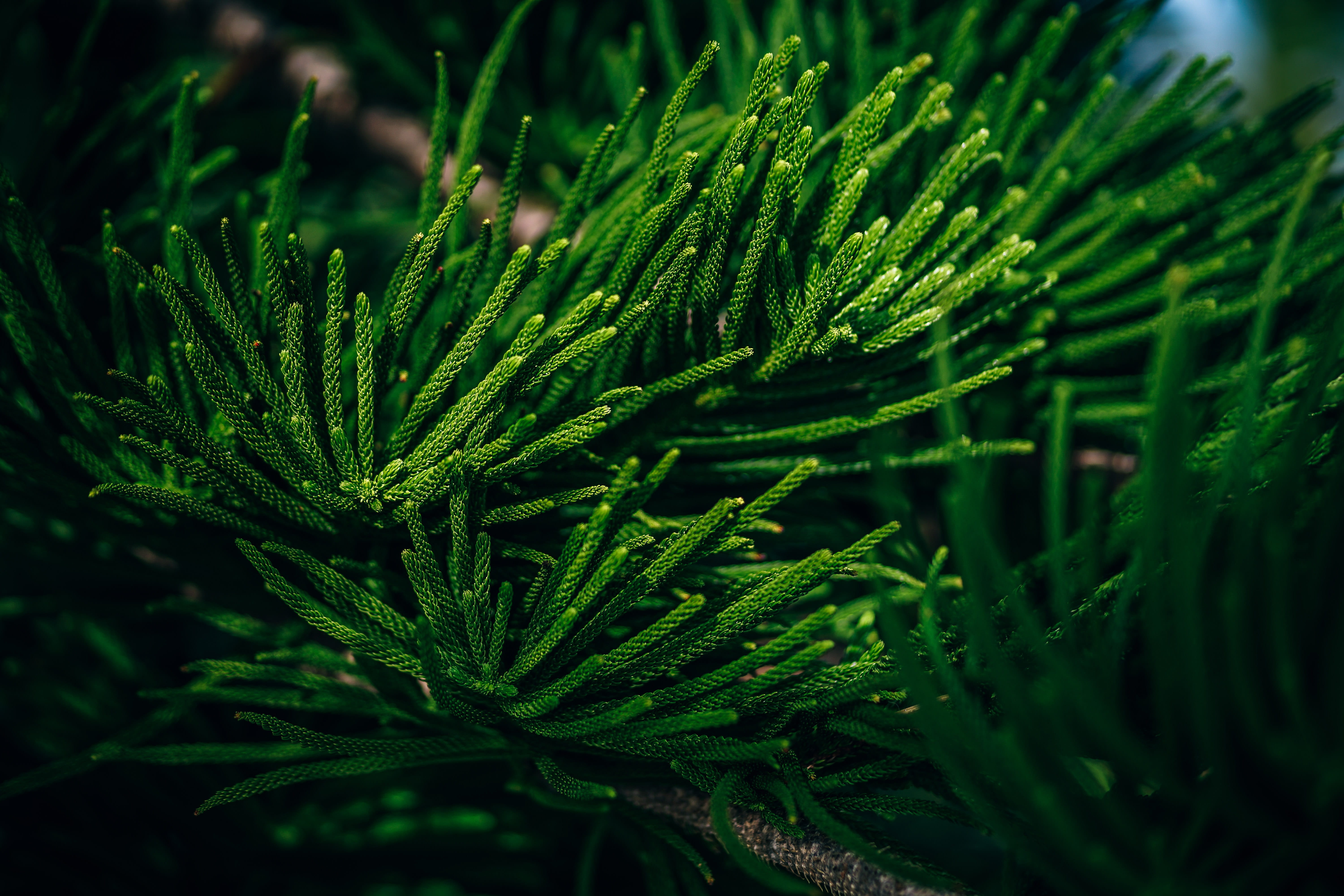 holidays, tranquility, tropical, delicate, beach, freshness, beauty in nature, nature, background, christmas, focus on foreground, decoration, green color, HD Wallpaper
