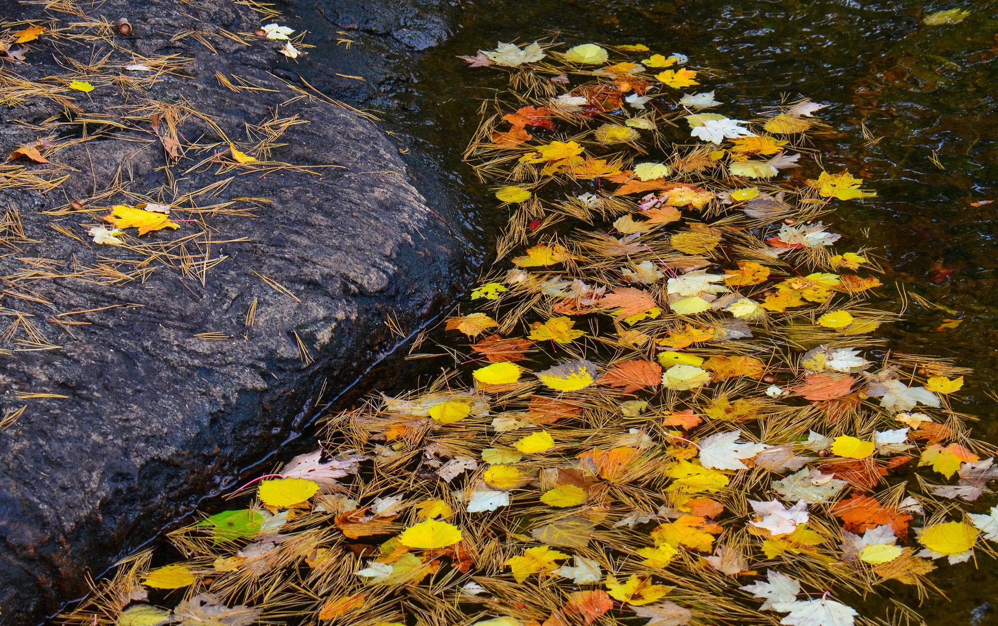 autumn, tree, 1080P, leaves, fall, nature, leaf, foilage, landscape, HD Wallpaper