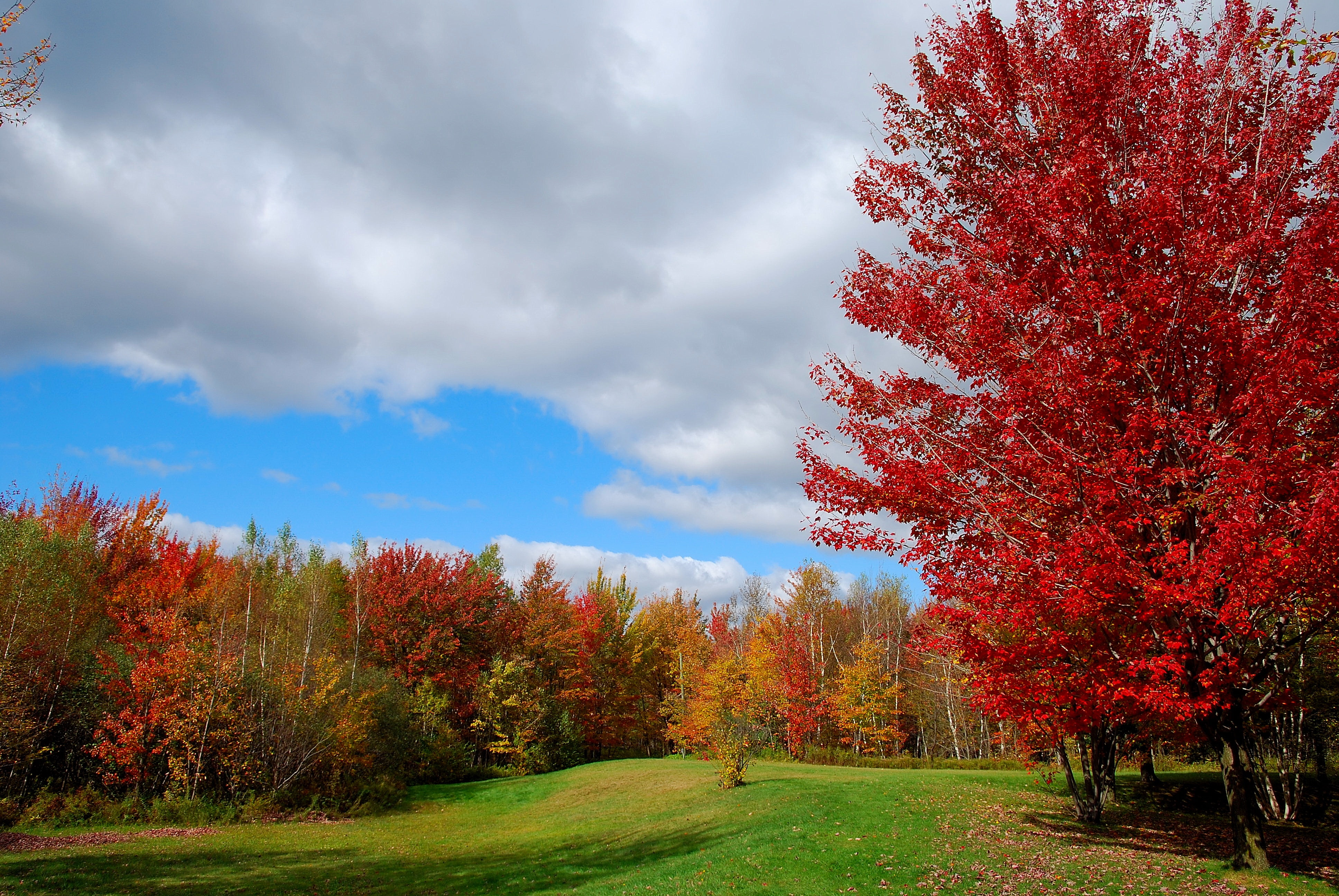 landscape, foilage, nature, 4K, leaf, fall, leaves, tree, autumn, HD Wallpaper