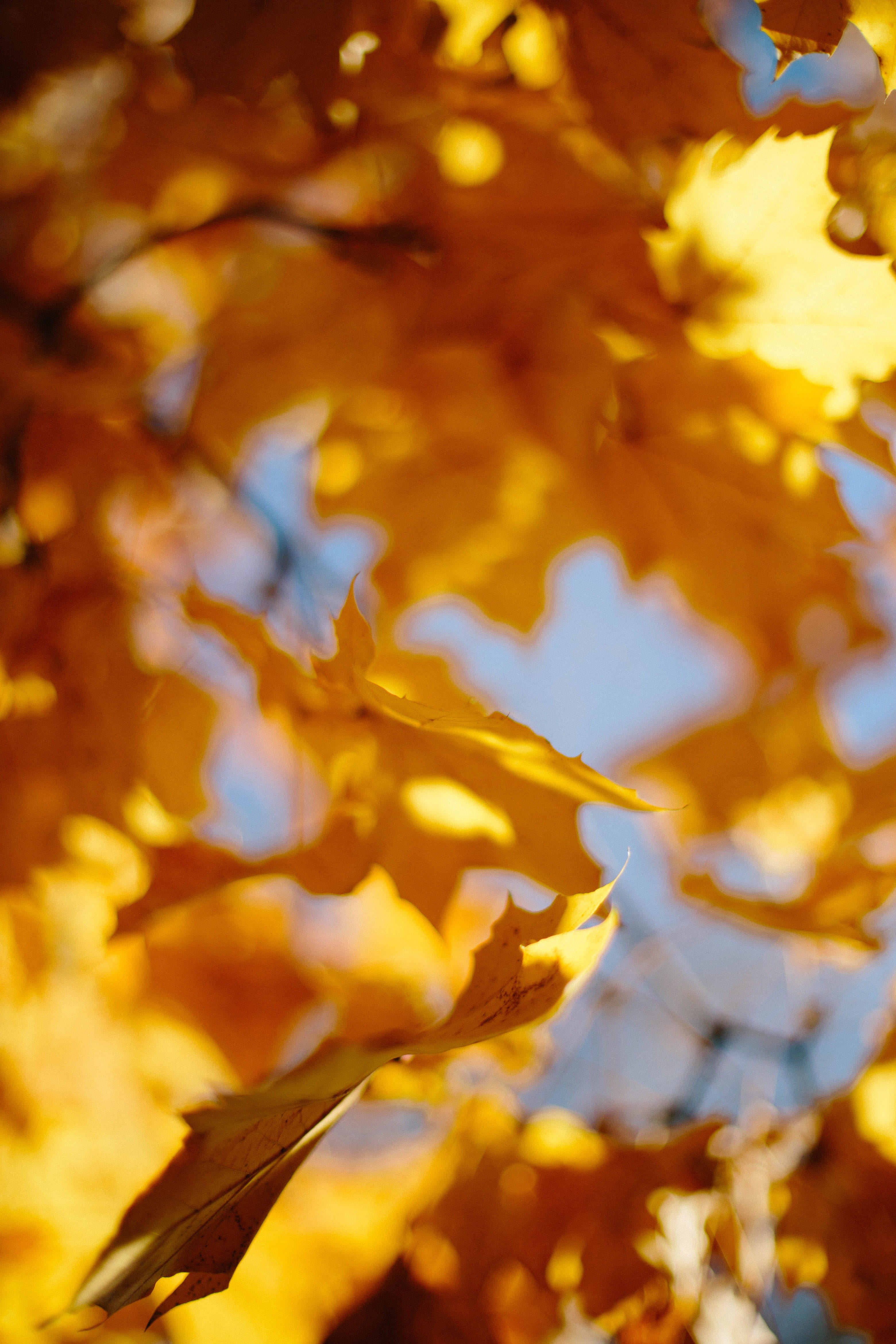 clothing, purity, overcoat, change, leaves, backgrounds, maple, heart, plant, tree, spice, fragility, coat, close-up, focus on foreground, leaf, full frame, Phone HD Wallpaper