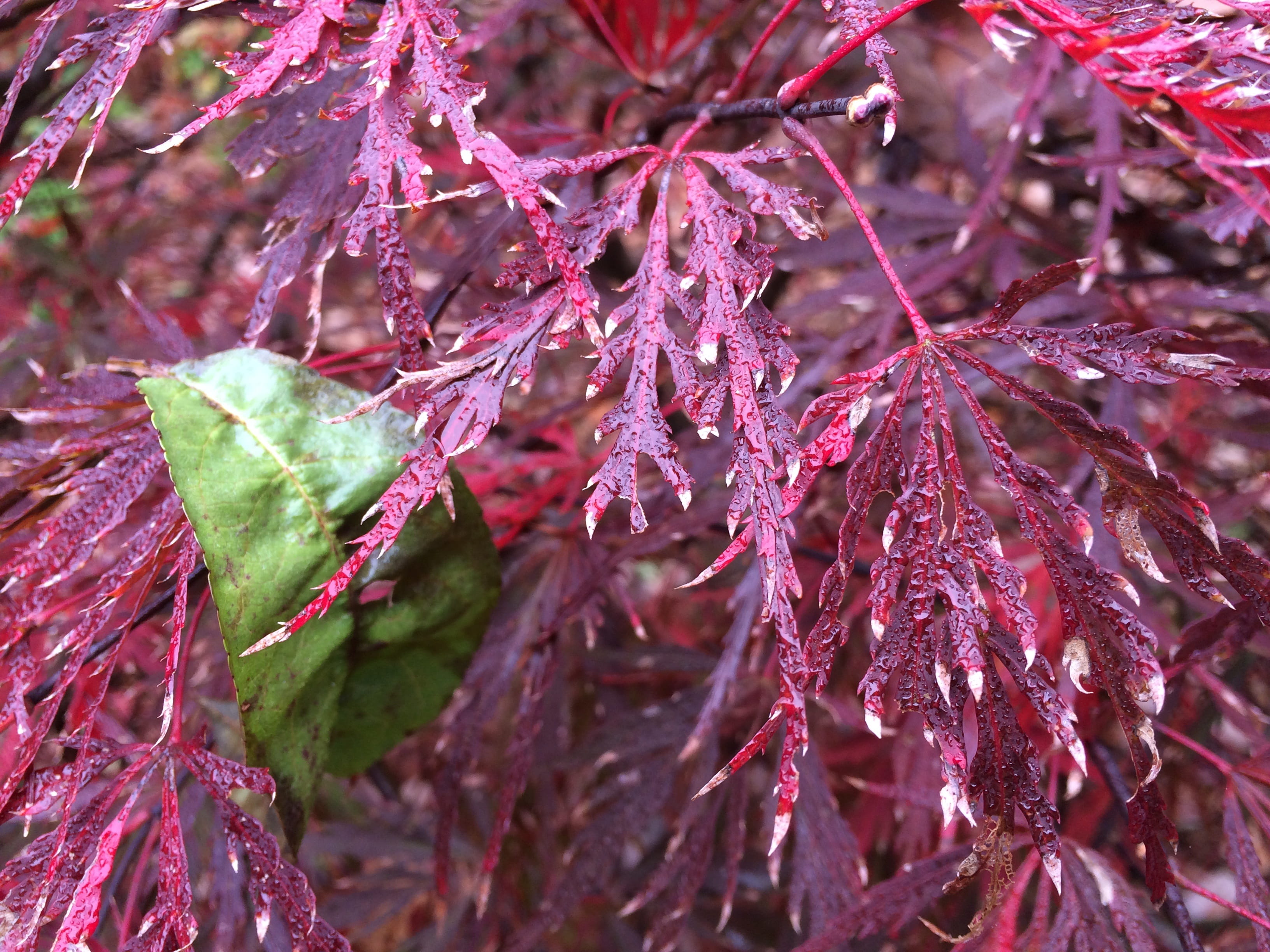 botany, tree, branch, fir, change, dew, leaves, growth, raindrop, plant, outdoors, environment, drop, green, fuchsia, beauty in nature, 2K, focus on foreground, HD Wallpaper