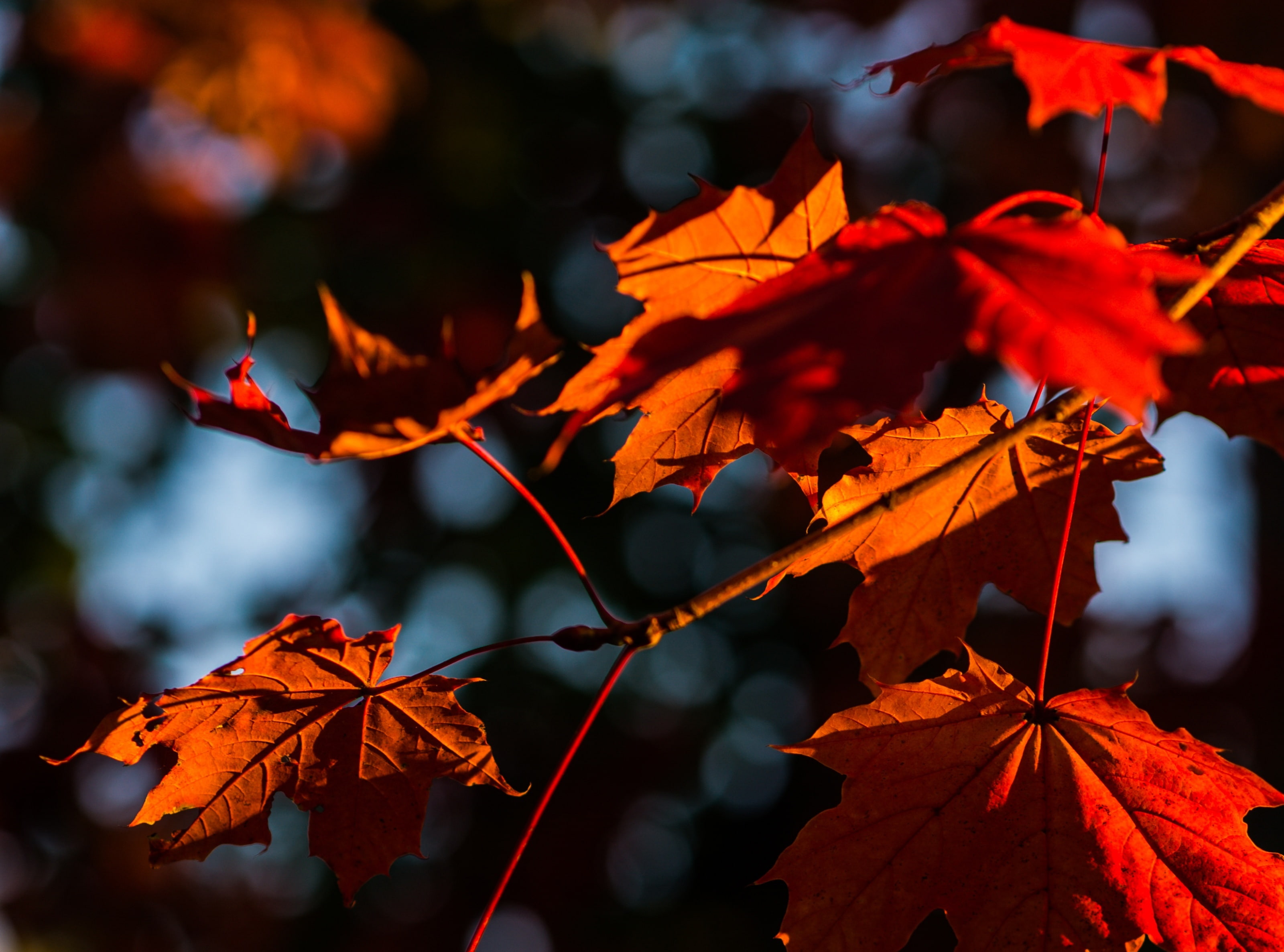 Autumn, Summer, focus on foreground, Fall, foilage, nikonrumors, Seasons, selective focus, Golden, branch, change, Hour, nature, Maple, red, autumn collection, HD Wallpaper