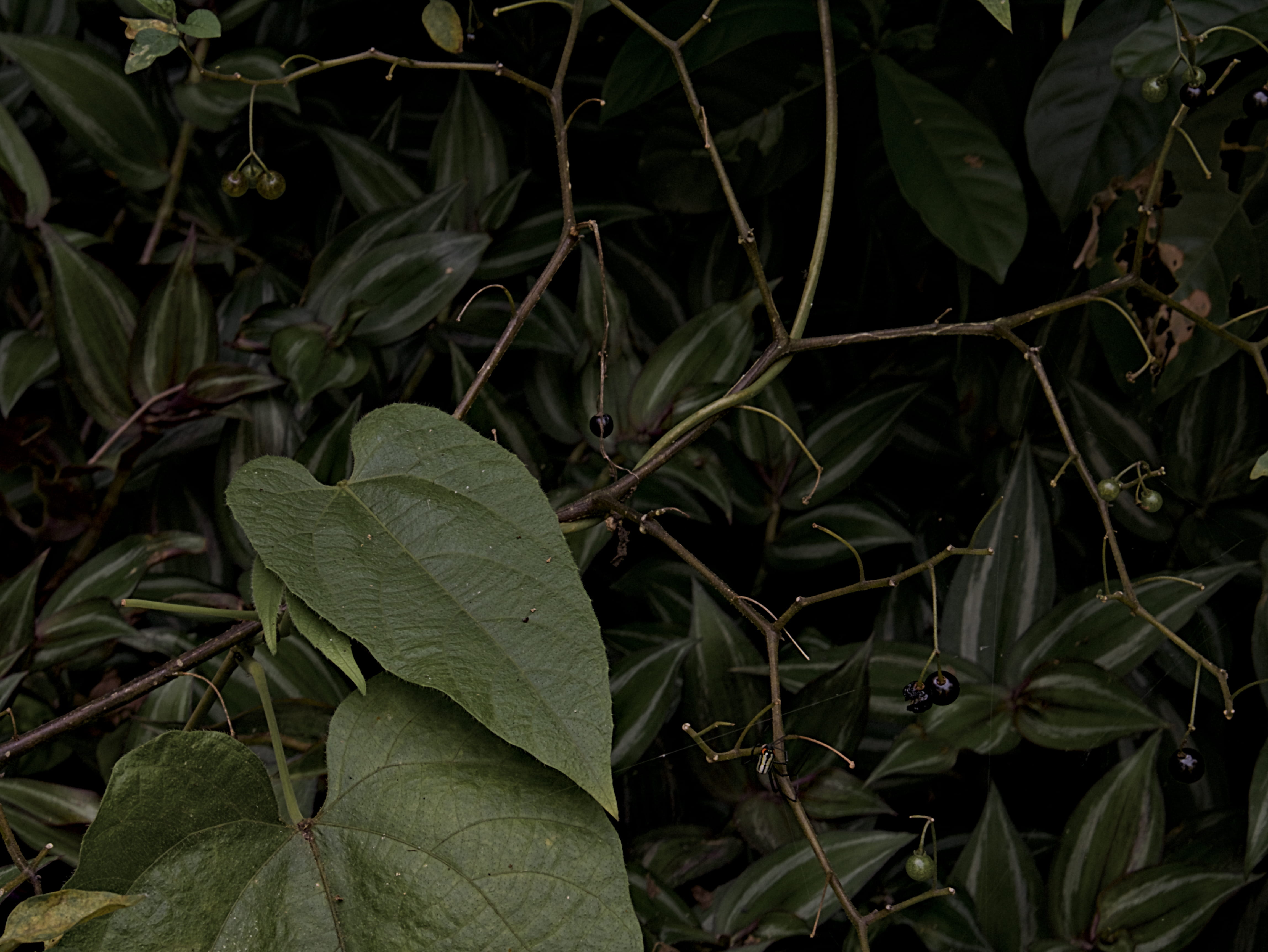 close-up, annonaceae, high angle view, freshness, close, peace, no people, dark, full frame, blossom, land, outdoors, dew, field, mammal, photo, green color, HD Wallpaper