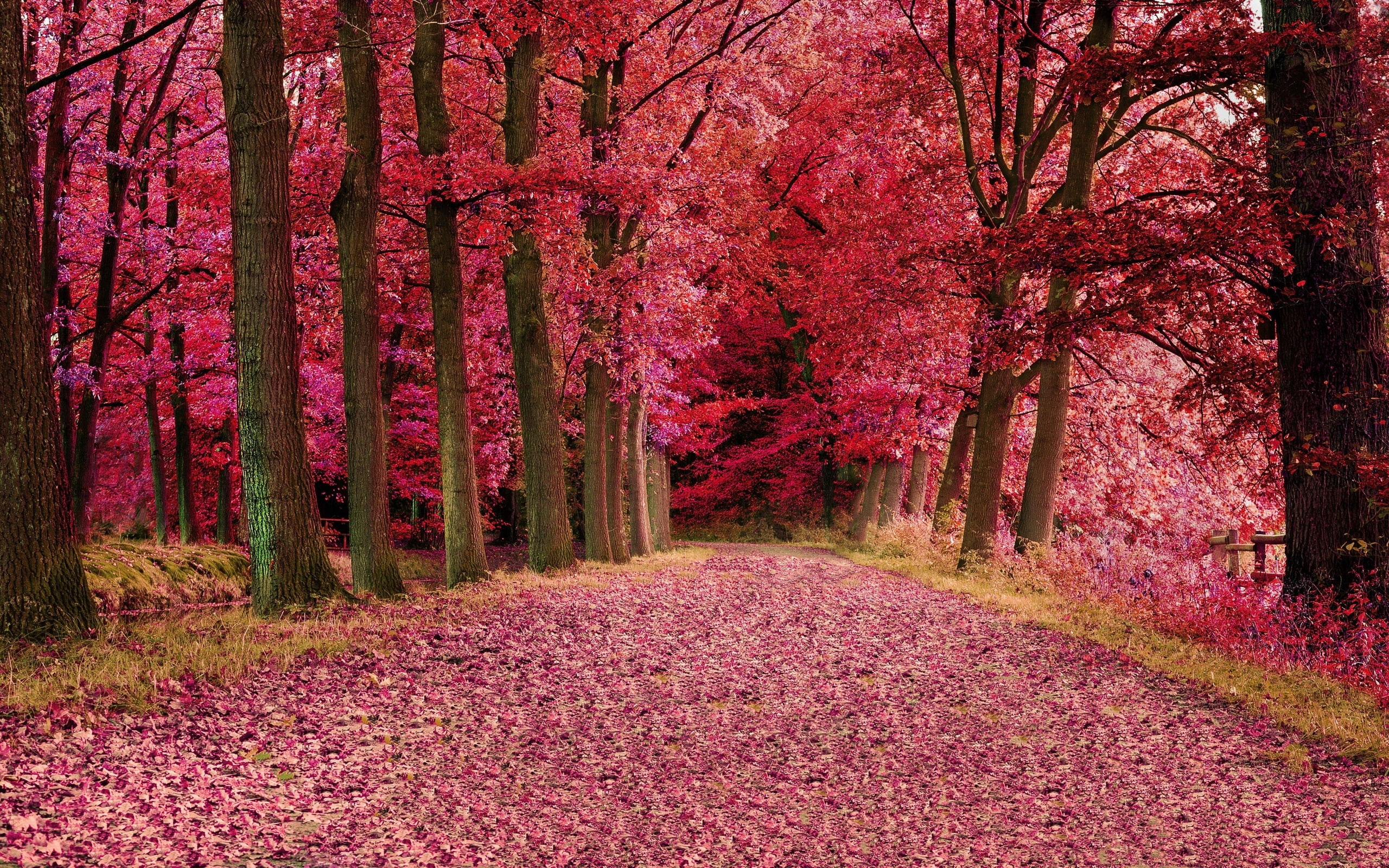 fall, path, 2K, pink, trees, foilage, HD Wallpaper
