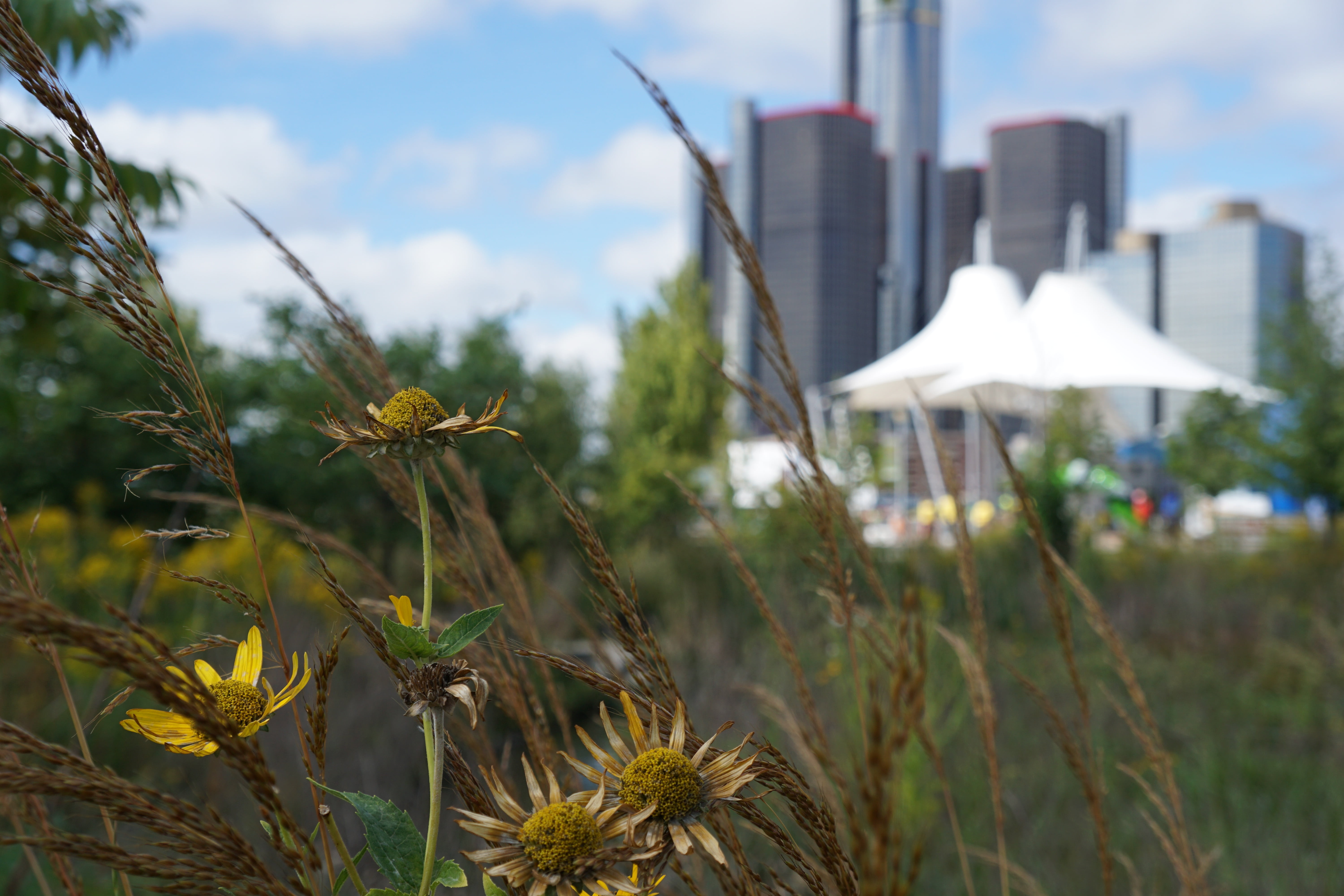 built structure, foilage, focus on foreground, outdoors, flowers, 5K, cloud - sky, plant, scenic, flowering plant, wild flowers, detroit, office building exterior, HD Wallpaper