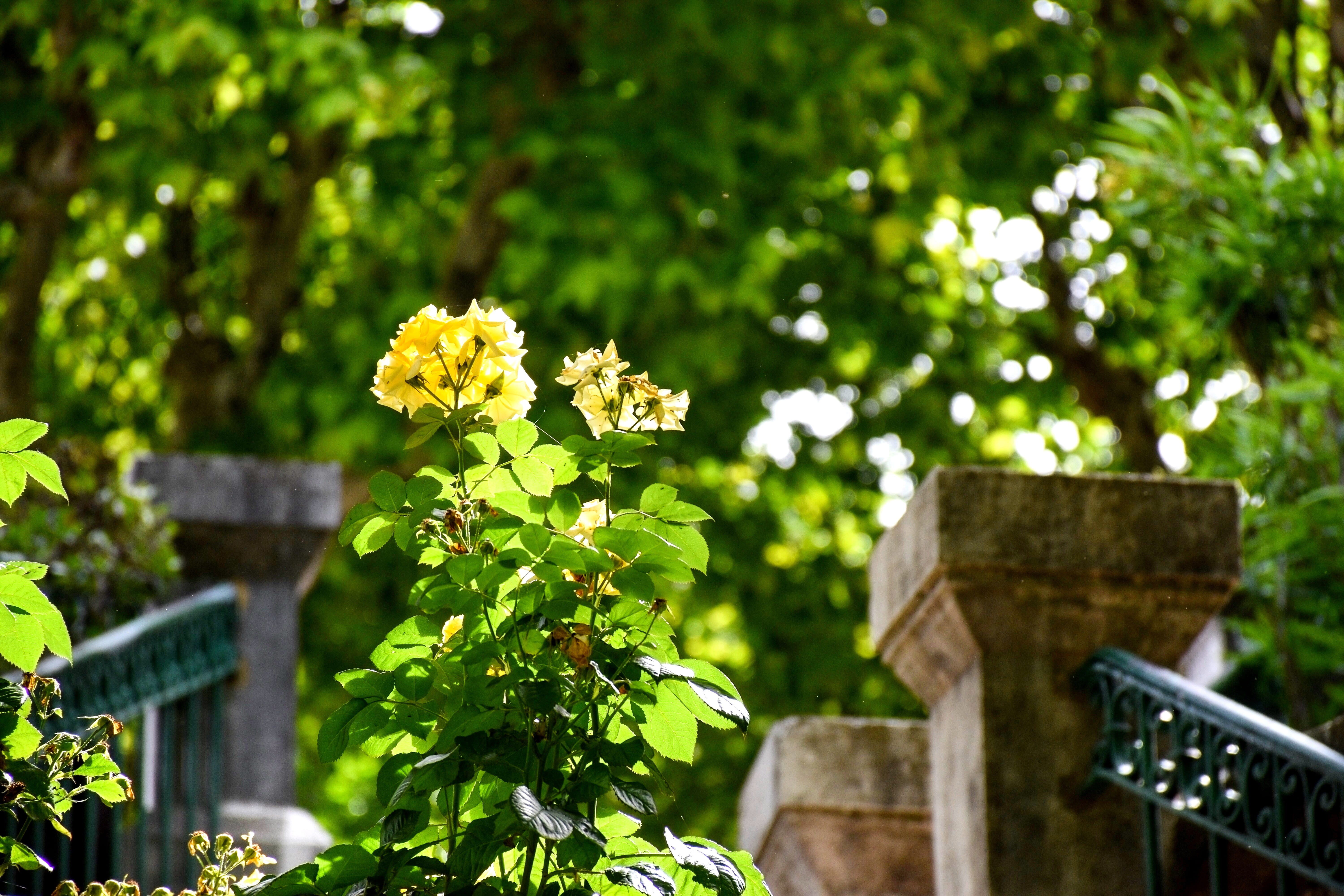 freshness, no people, beauty, tree, vulnerability, south of france, flora, outdoors, romantic, flowering plant, green color, spring, yellow, springtime, HD Wallpaper