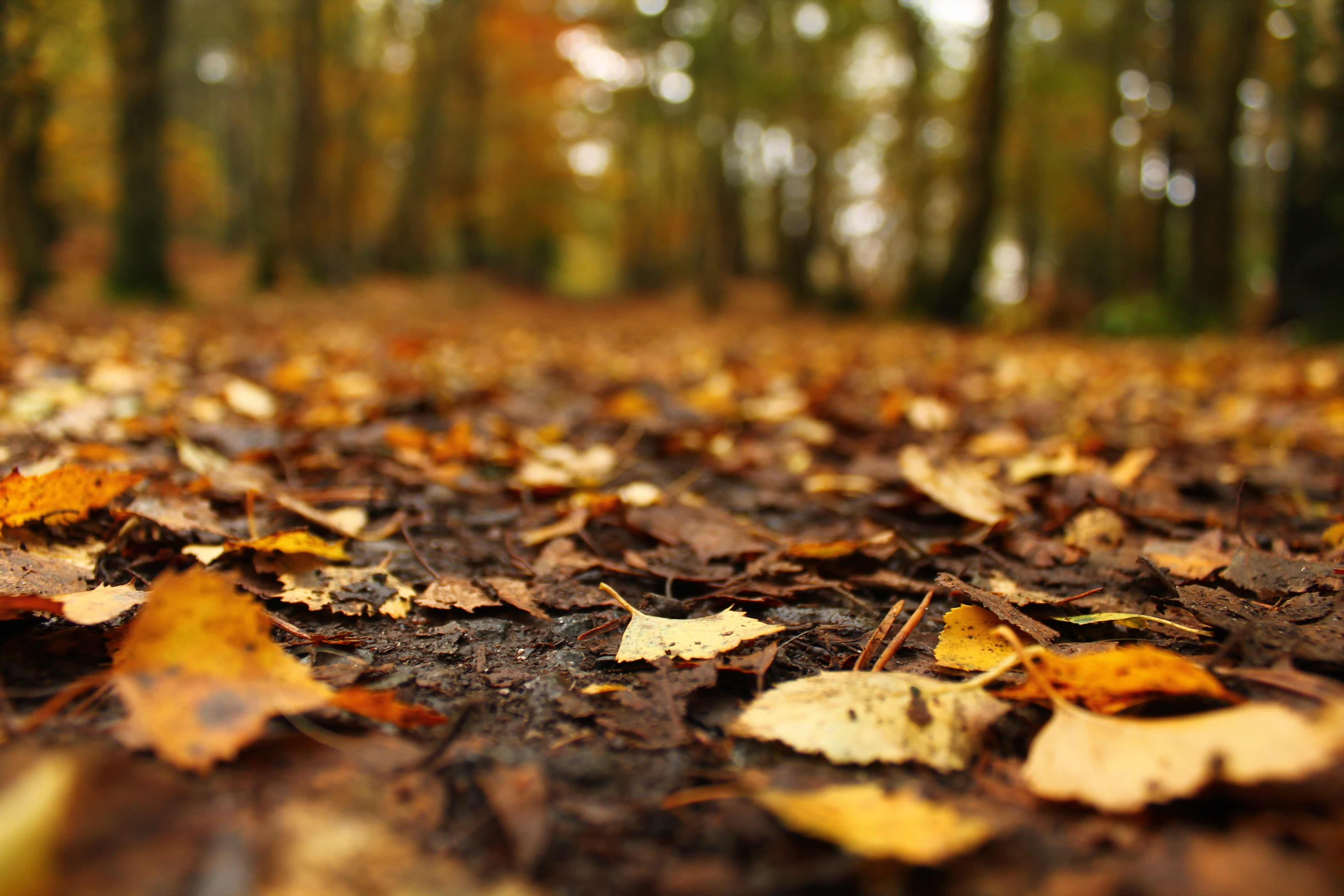 foilage, nature, leaves, tree, 4K, leaf, fall, autumn, landscape, HD Wallpaper
