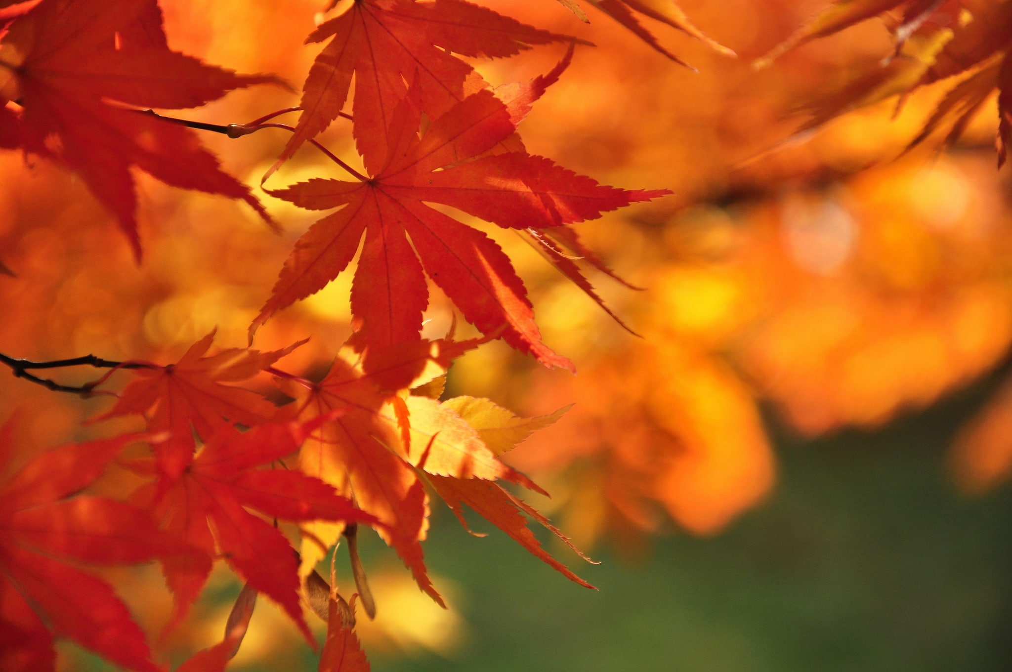 foilage, 1080P, leaf, landscape, nature, fall, tree, leaves, autumn, HD Wallpaper