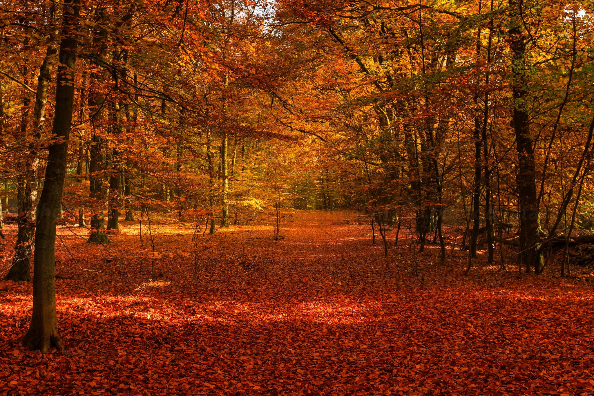 1080P, foilage, tree, landscape, nature, leaf, fall, leaves, autumn, HD Wallpaper