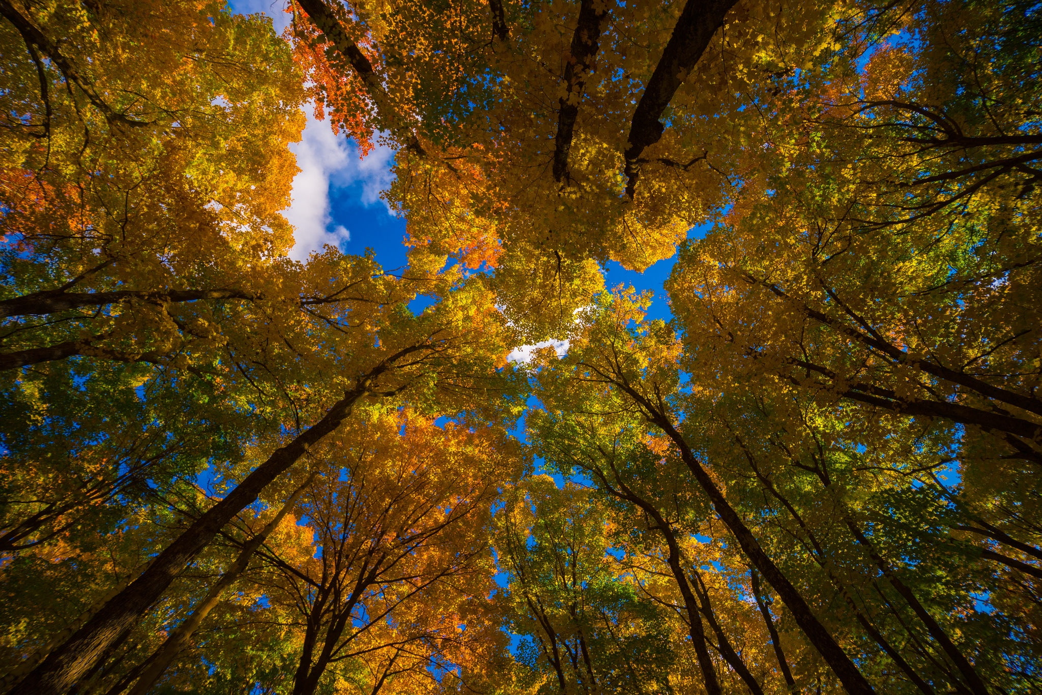 1080P, nature, leaf, leaves, landscape, autumn, tree, foilage, fall, HD Wallpaper