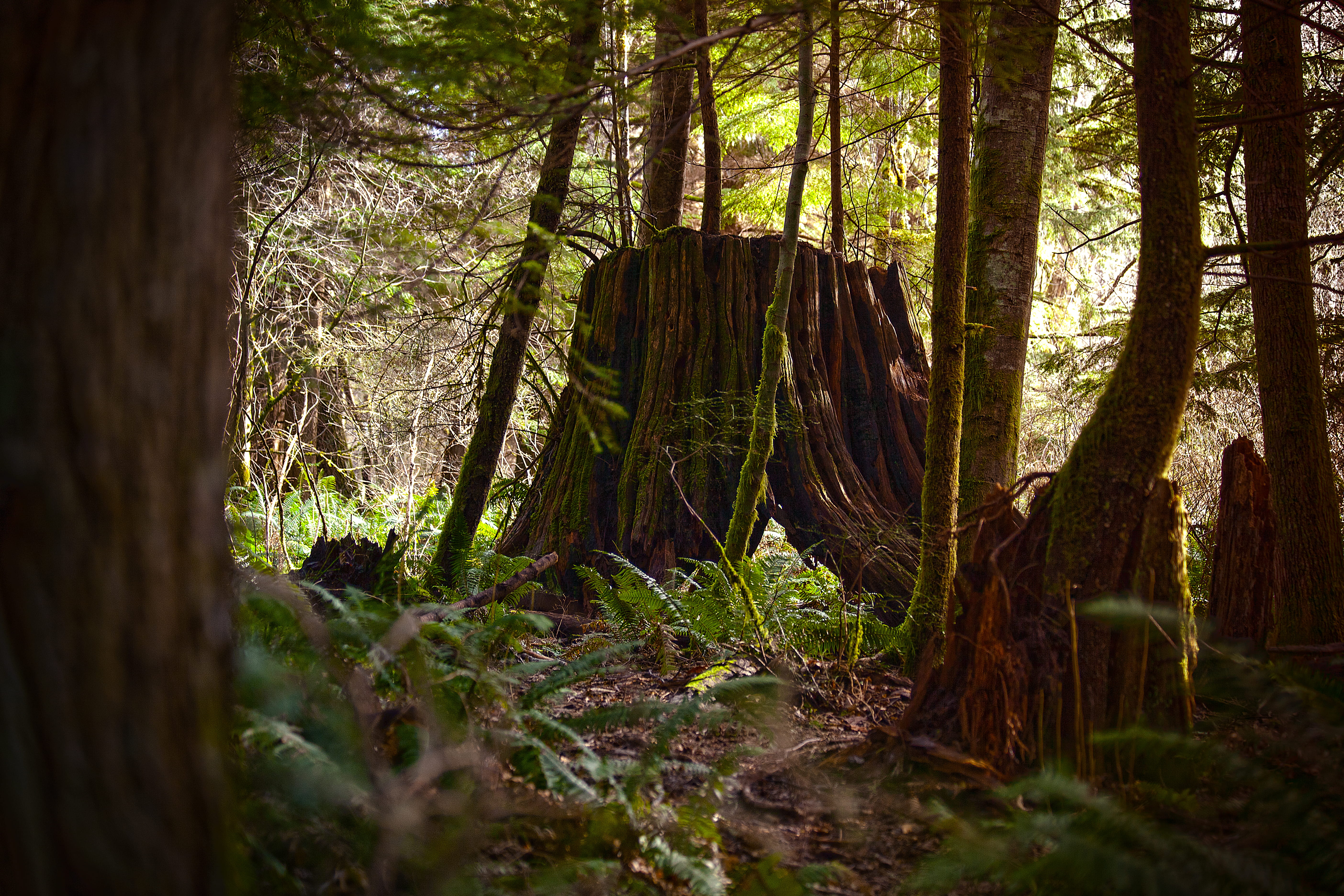bark, environment, outdoors, non-urban scene, green color, united states, beauty in nature, hdr, 5K, trunk, plants, growth, tree trunk, tranquil scene, HD Wallpaper