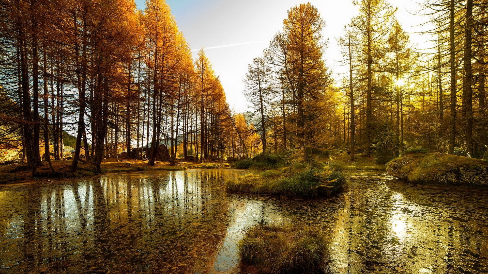 leaves, 1080P, fall, tree, foilage, leaf, autumn, nature, landscape, HD Wallpaper