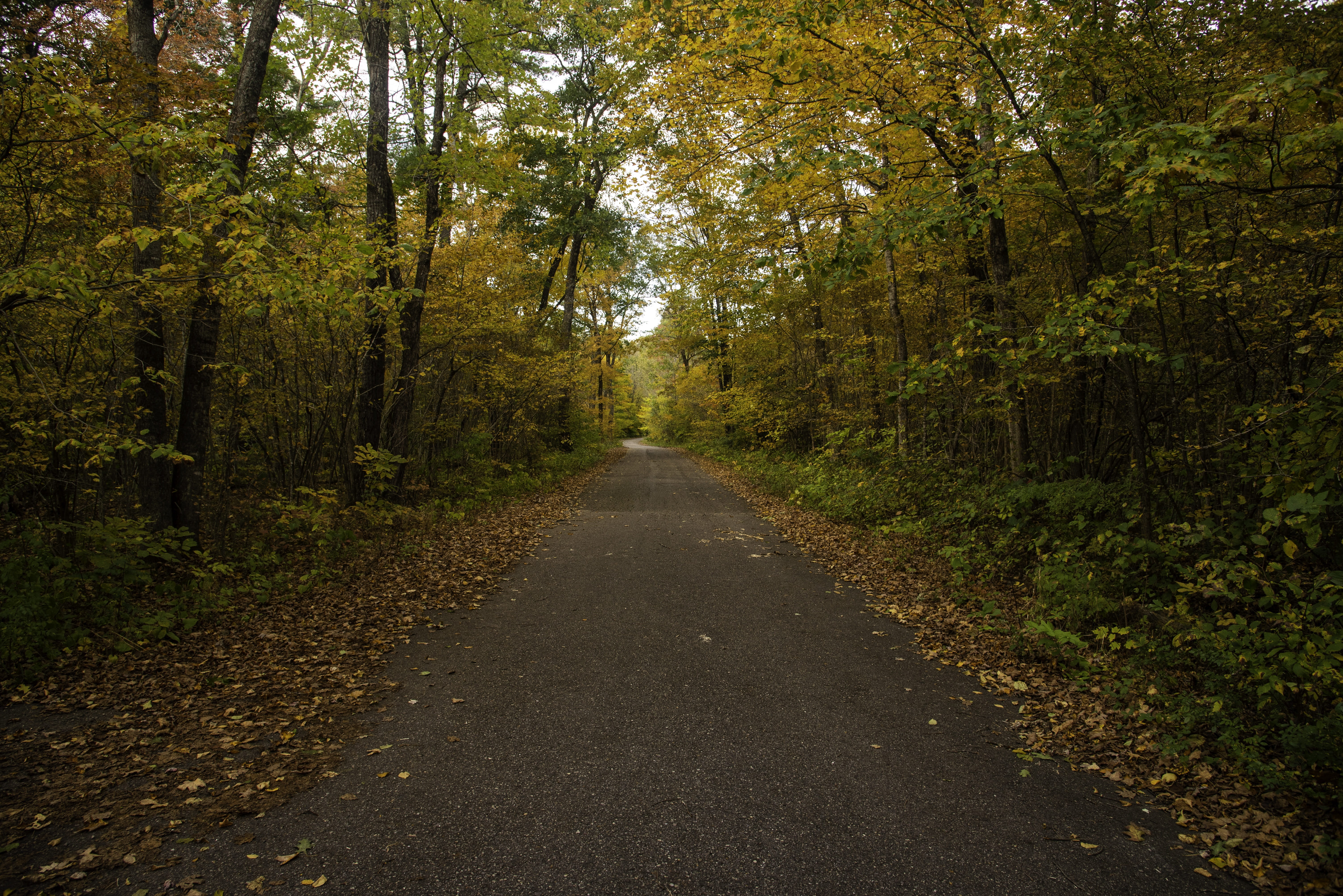 leaves, corridor, diminishing perspective, no people, plant, 5K, tree, change, autumn, forest, woodland, scenics - nature, growth, non-urban scene, seasons, HD Wallpaper
