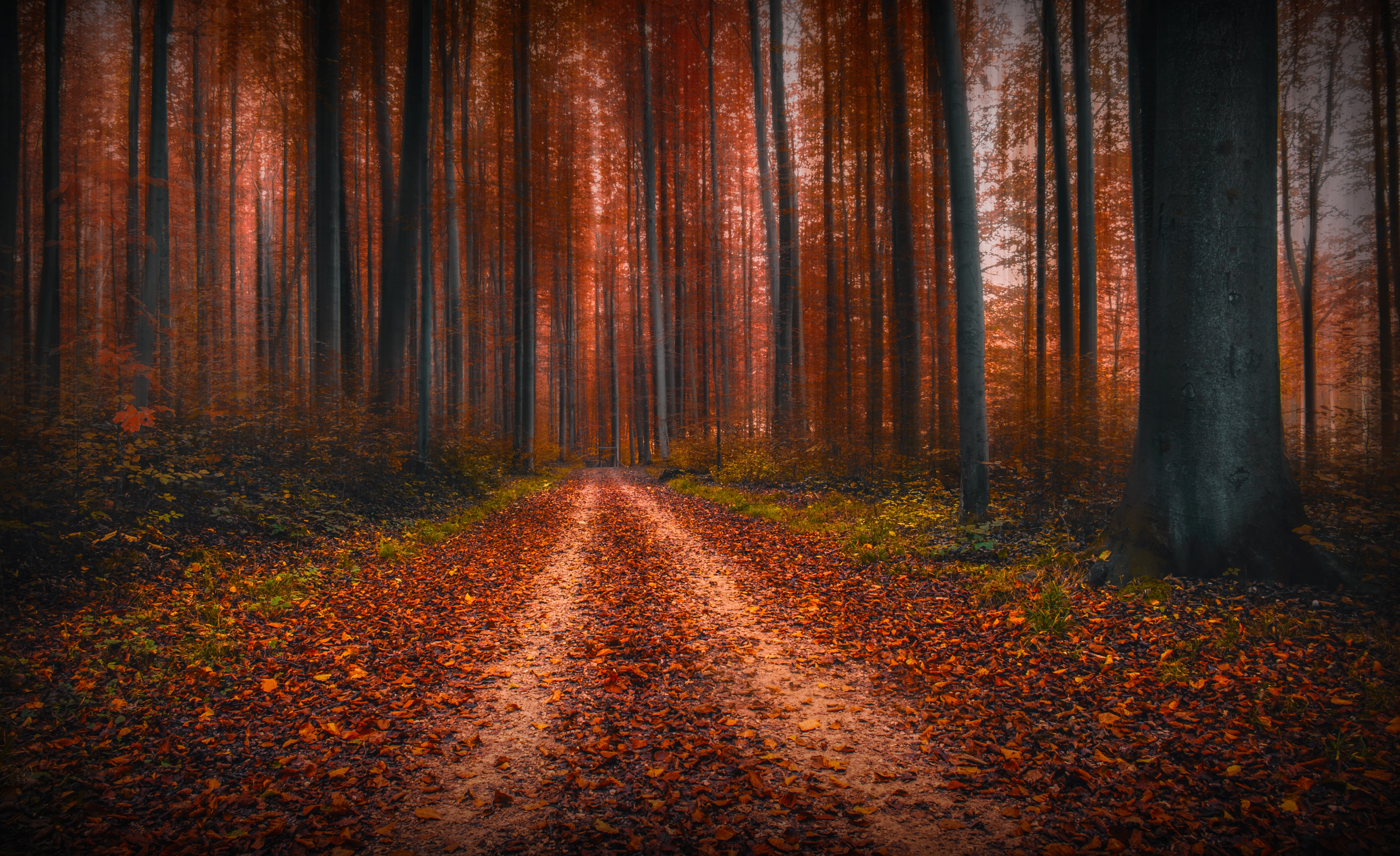 tree, leaves, foilage, autumn, fall, landscape, nature, leaf, 5K, HD Wallpaper