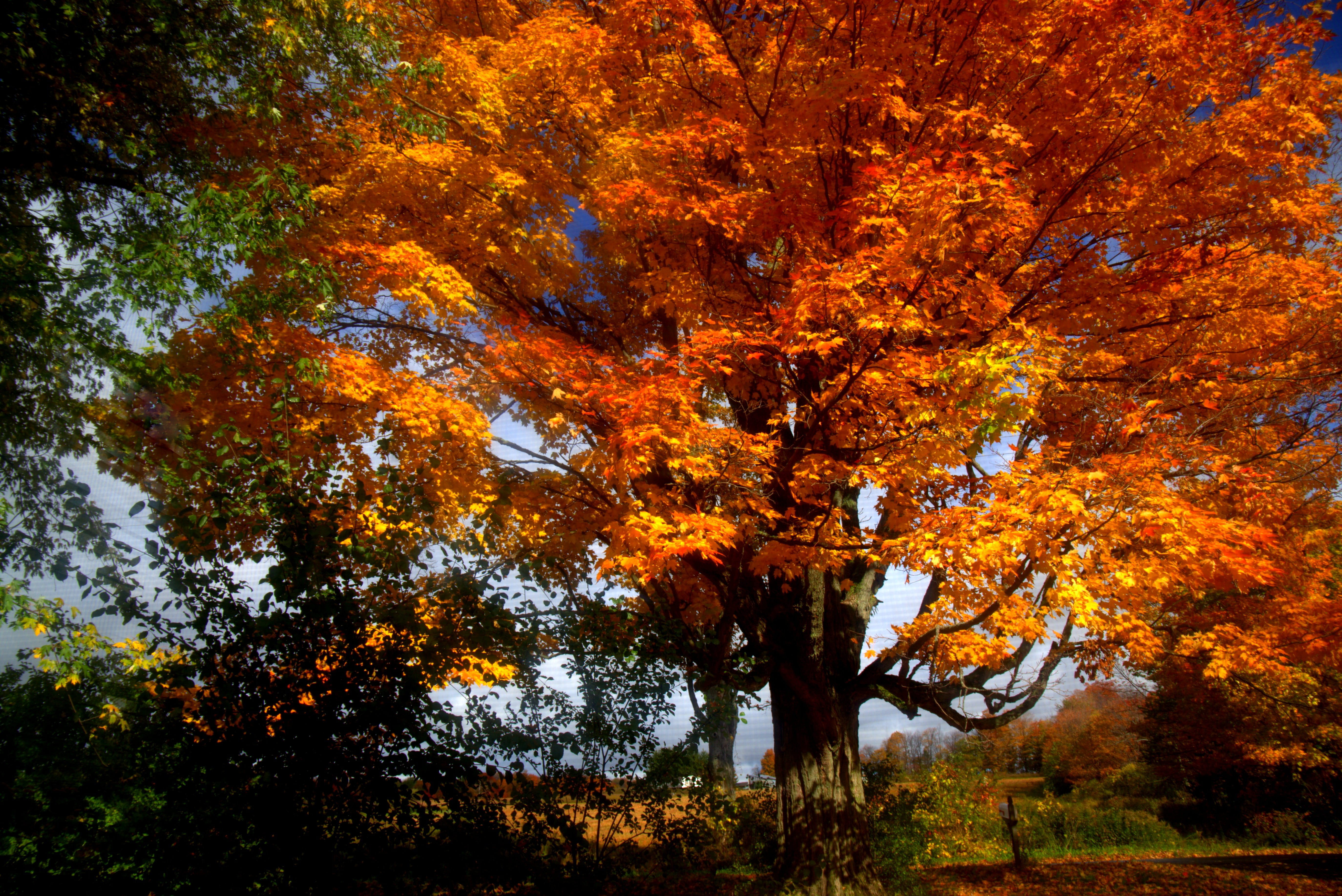  land, orange color, united states, idyllic, scenics - nature, low angle view, autumn collection, fall, autum, growth, plant, autumn, redreamer, HD Wallpaper