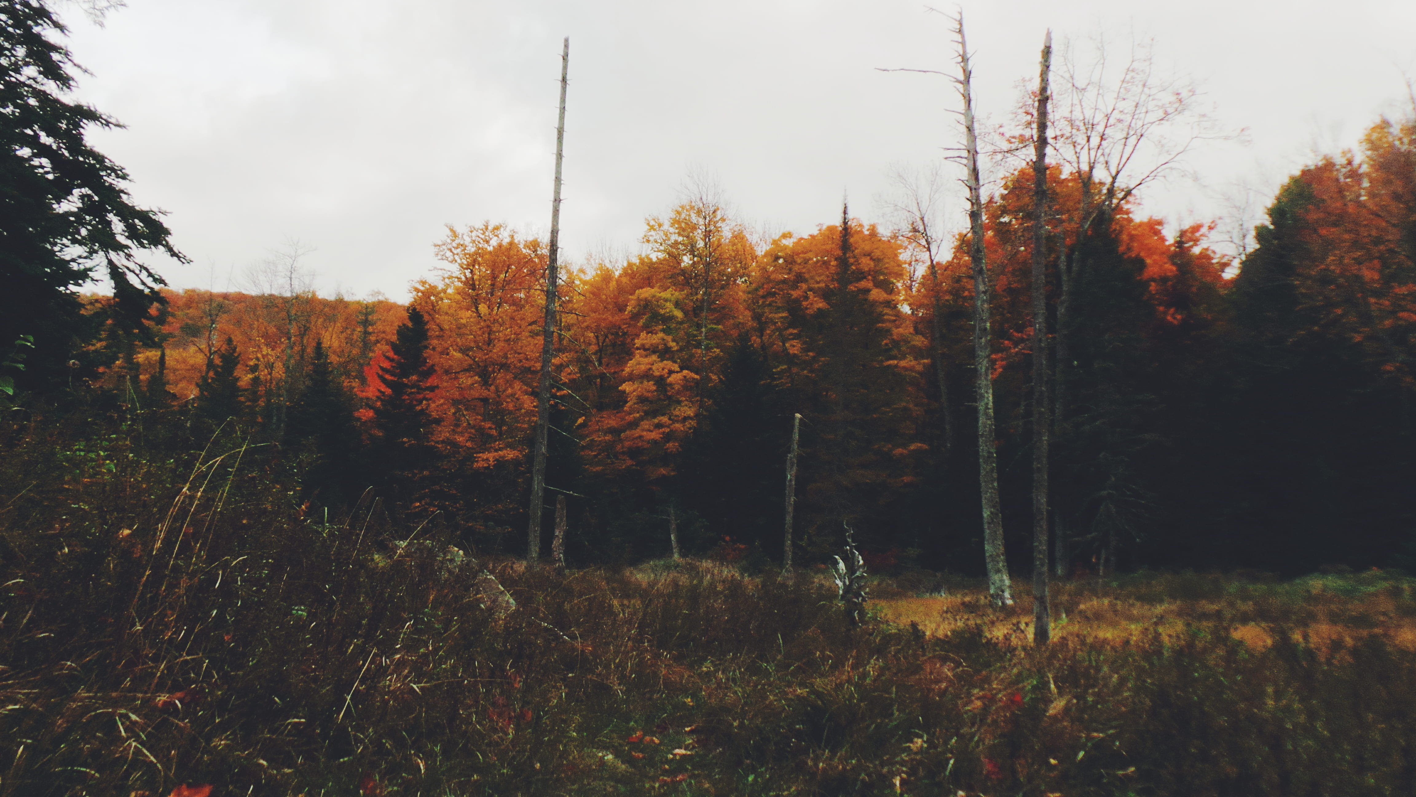 bare, land, natural condition, tranquil scene, growth, non-urban scene, grass, 4K, cloudy, foilage, nature, landscape, brown, outdoors, orange color, day, HD Wallpaper