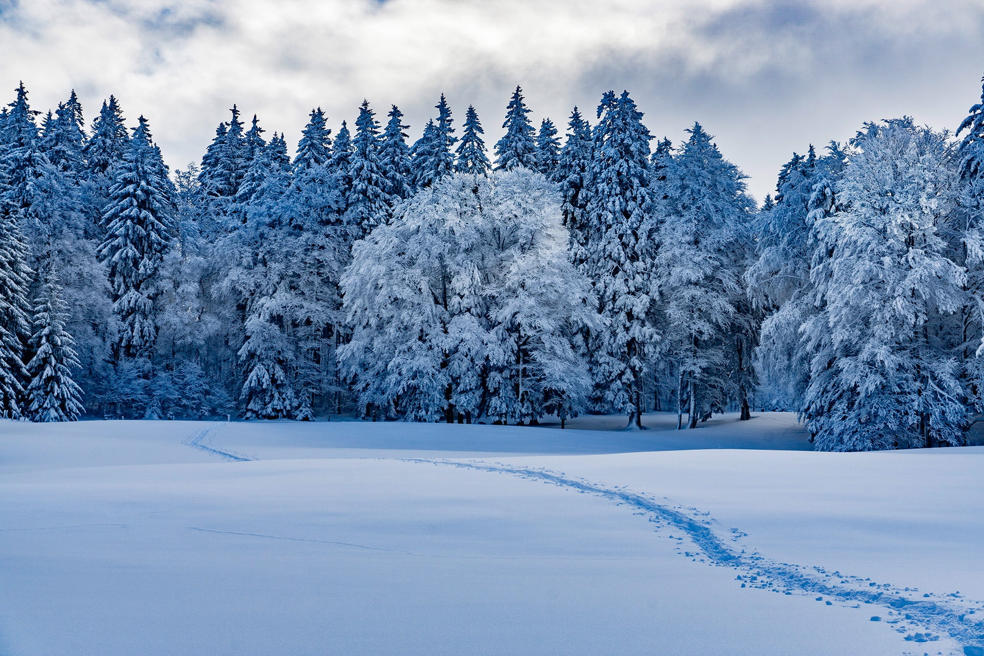 1080P, landscape, forest, trees, nature, winter, snow, clouds, snow tracks, HD Wallpaper