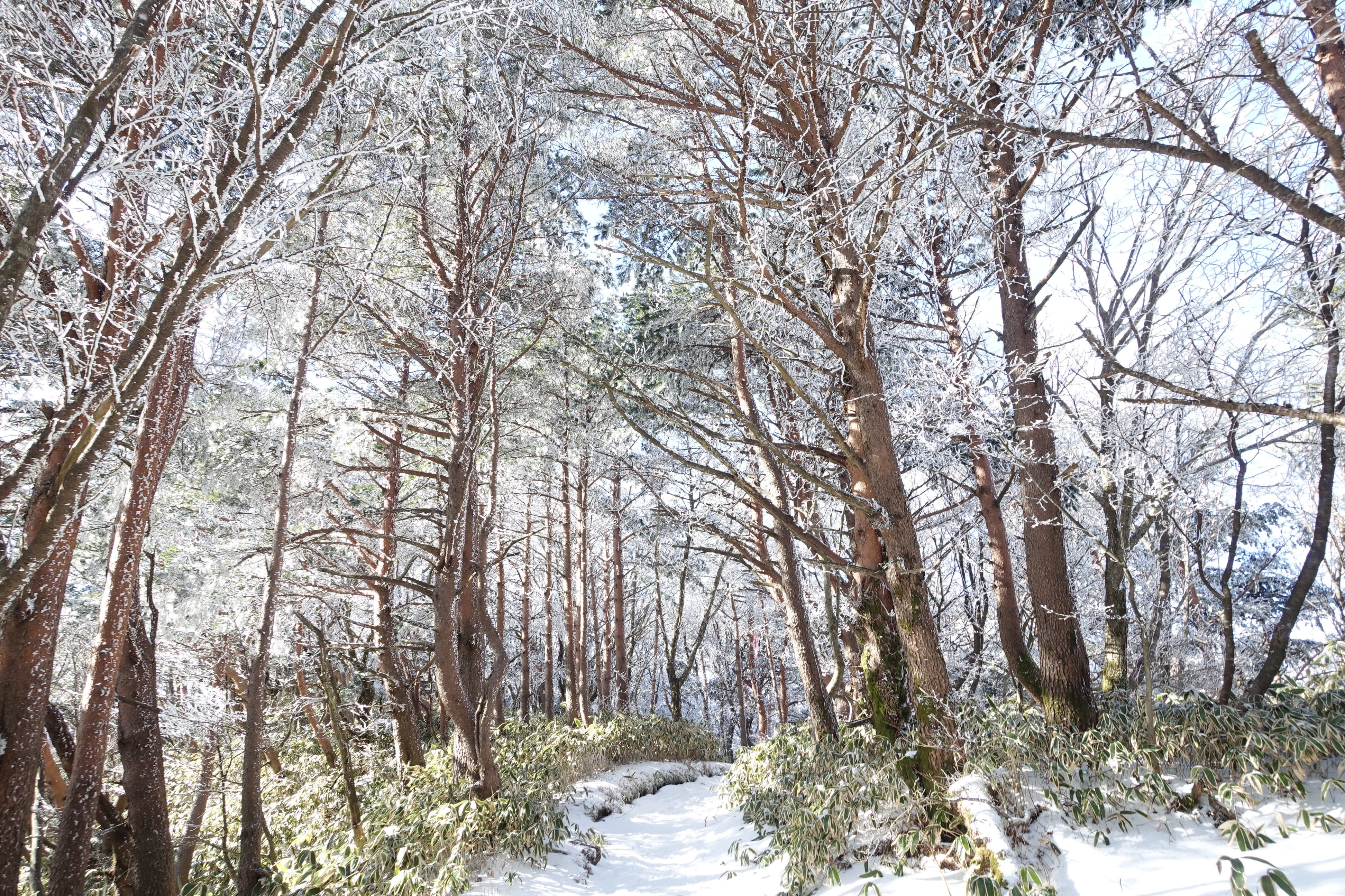 in the cold, cold, Snow Mountain, bare tree, no people, halla, tree, 4K, woodland, jeju island, tranquil scene, scenery, climbing, sunshine, Winter, branch, HD Wallpaper