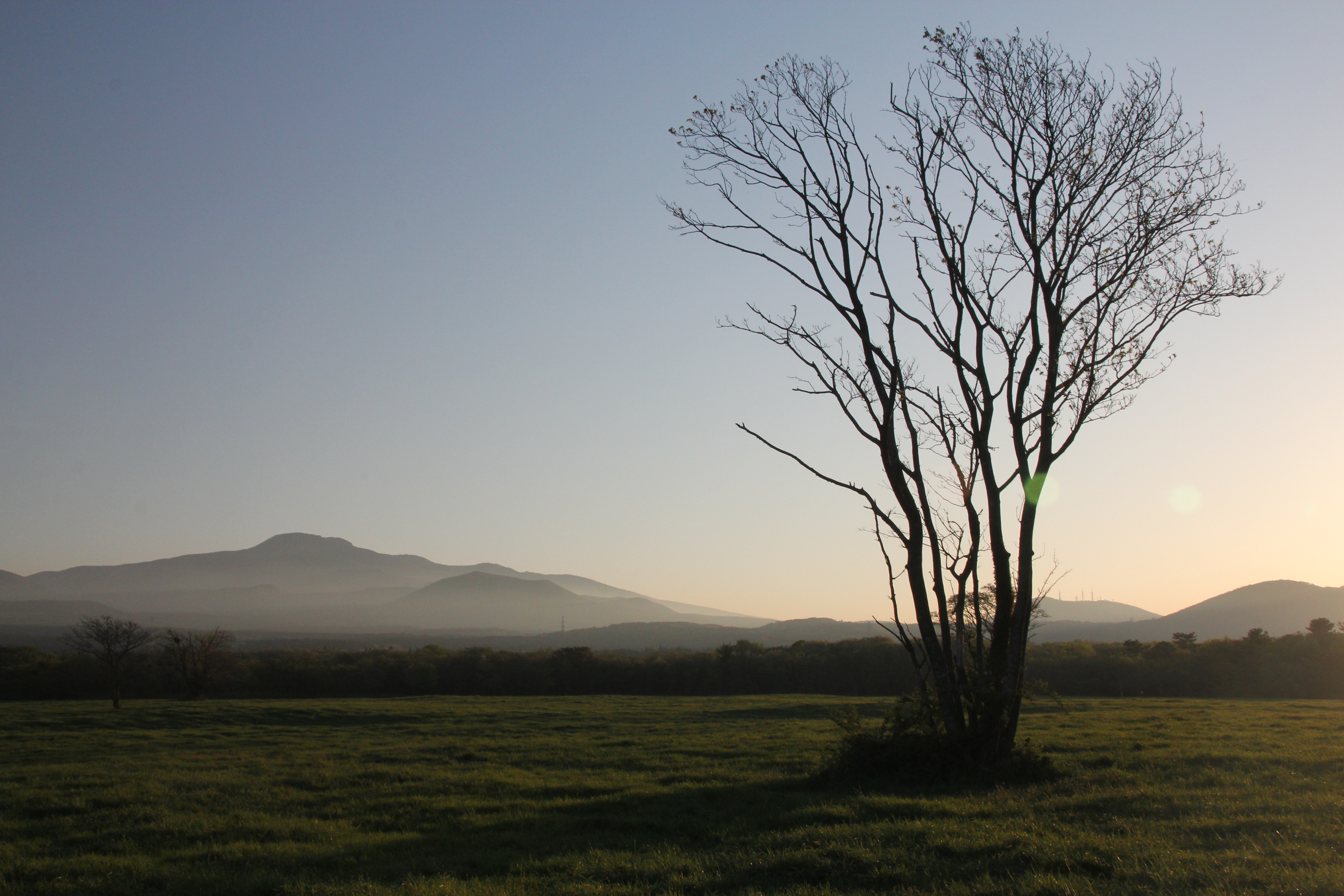 field, branch, grass, ranch, land, isolated, halla, scenics - nature, remote, nature, 5K, sky, landscape, environment, plant, non-urban scene, tranquility, HD Wallpaper