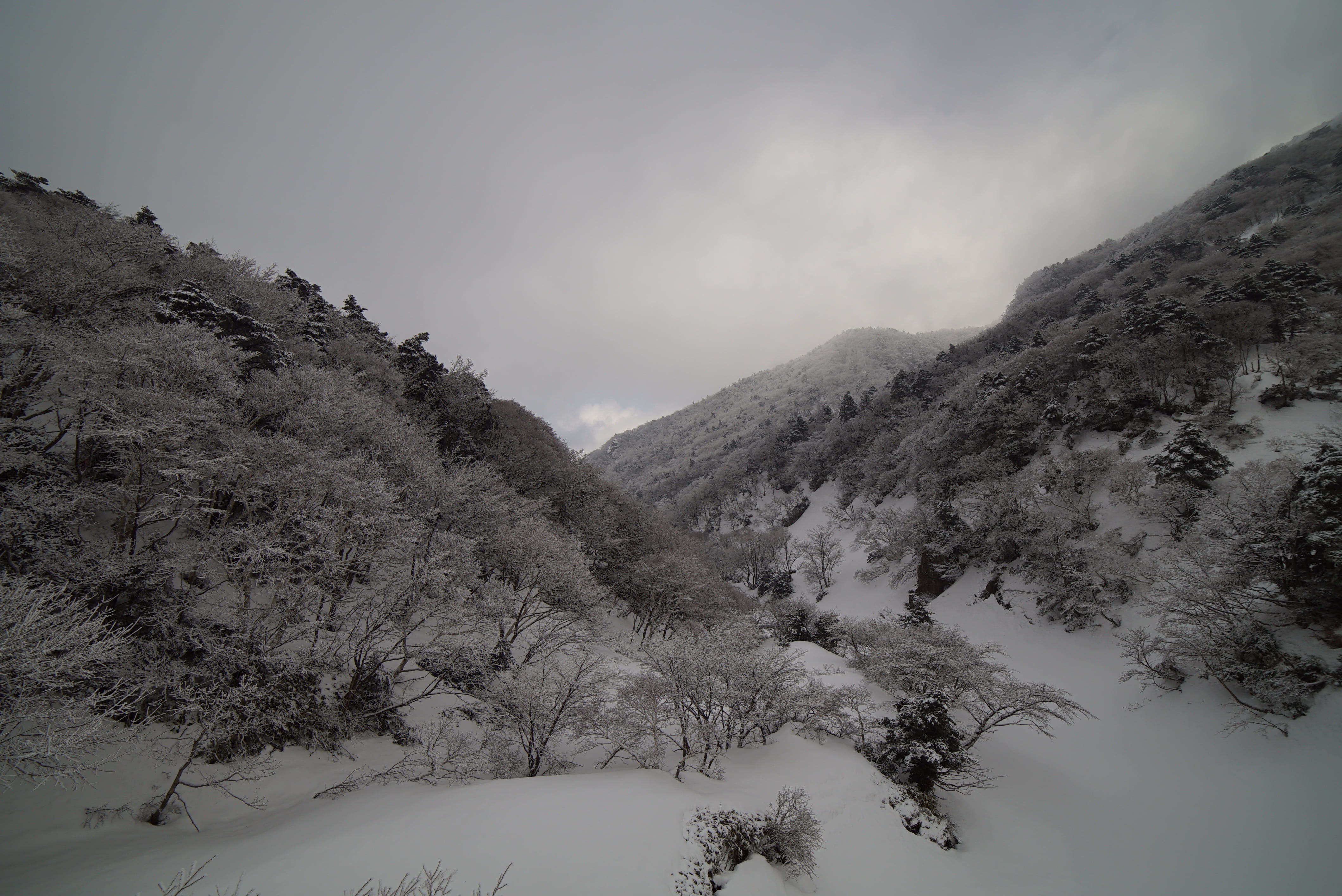 nature, plant, winter mountain, snowcapped mountain, in the cold, land, tranquil scene, halla, snow, non-urban scene, climbing, pine tree, snow mountain, HD Wallpaper