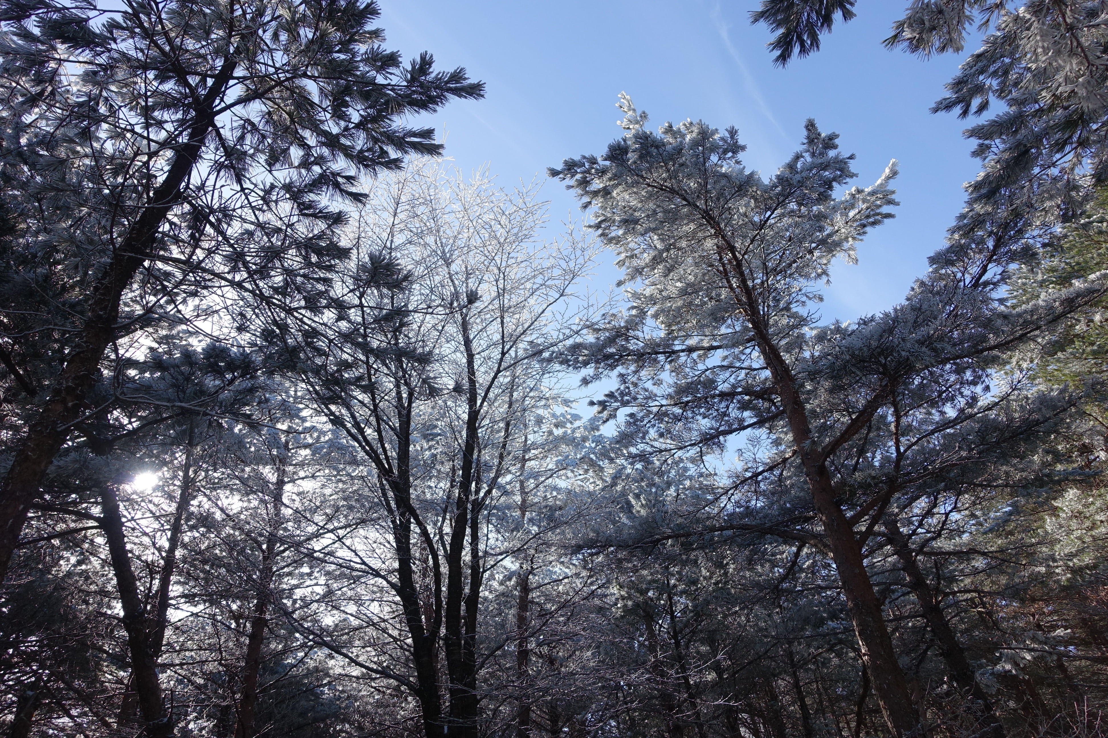 woodland, pine tree, nature, halla, climbing, snow, tree trunk, scenics - nature, tree canopy, 4K, snow mountain, day, beauty in nature, tree, no people, HD Wallpaper