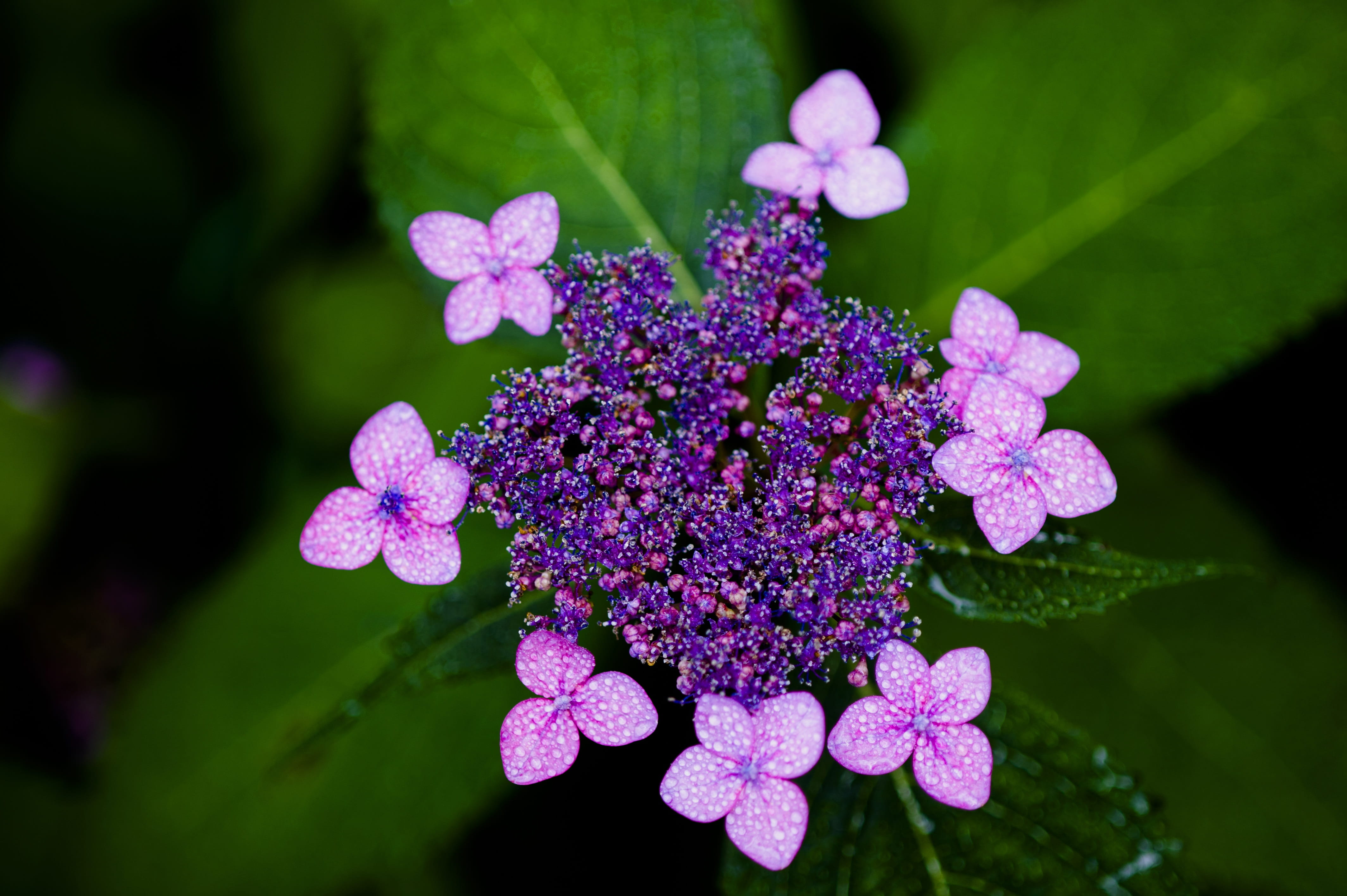 petal, vulnerability, no people, flowering plant, fragility, freshness, lilac, day, botany, purple, bunch of flowers, growth, halla united states, nature, HD Wallpaper