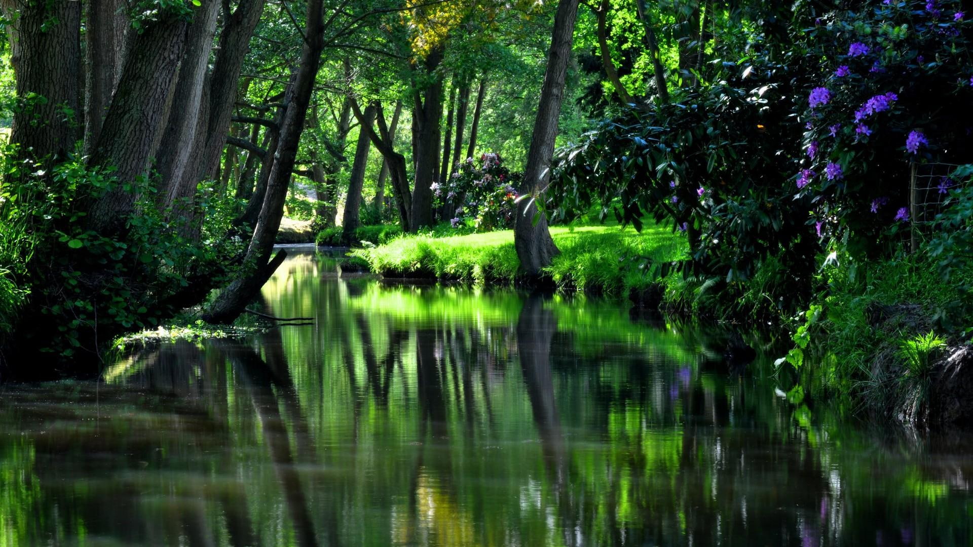 stream, creek, plants, 1080P, runnel, trees, greens, HD Wallpaper