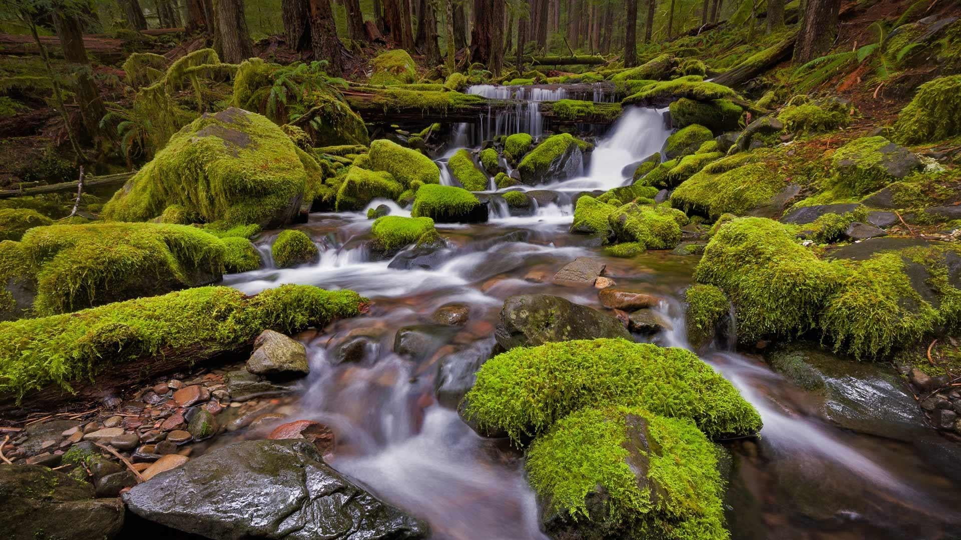 green color, 1080P, rock - object, rainforest, flowing, waterfall, scenics - nature, growth, power in nature, solid, runnel, mossy, flowing water, outdoors, HD Wallpaper