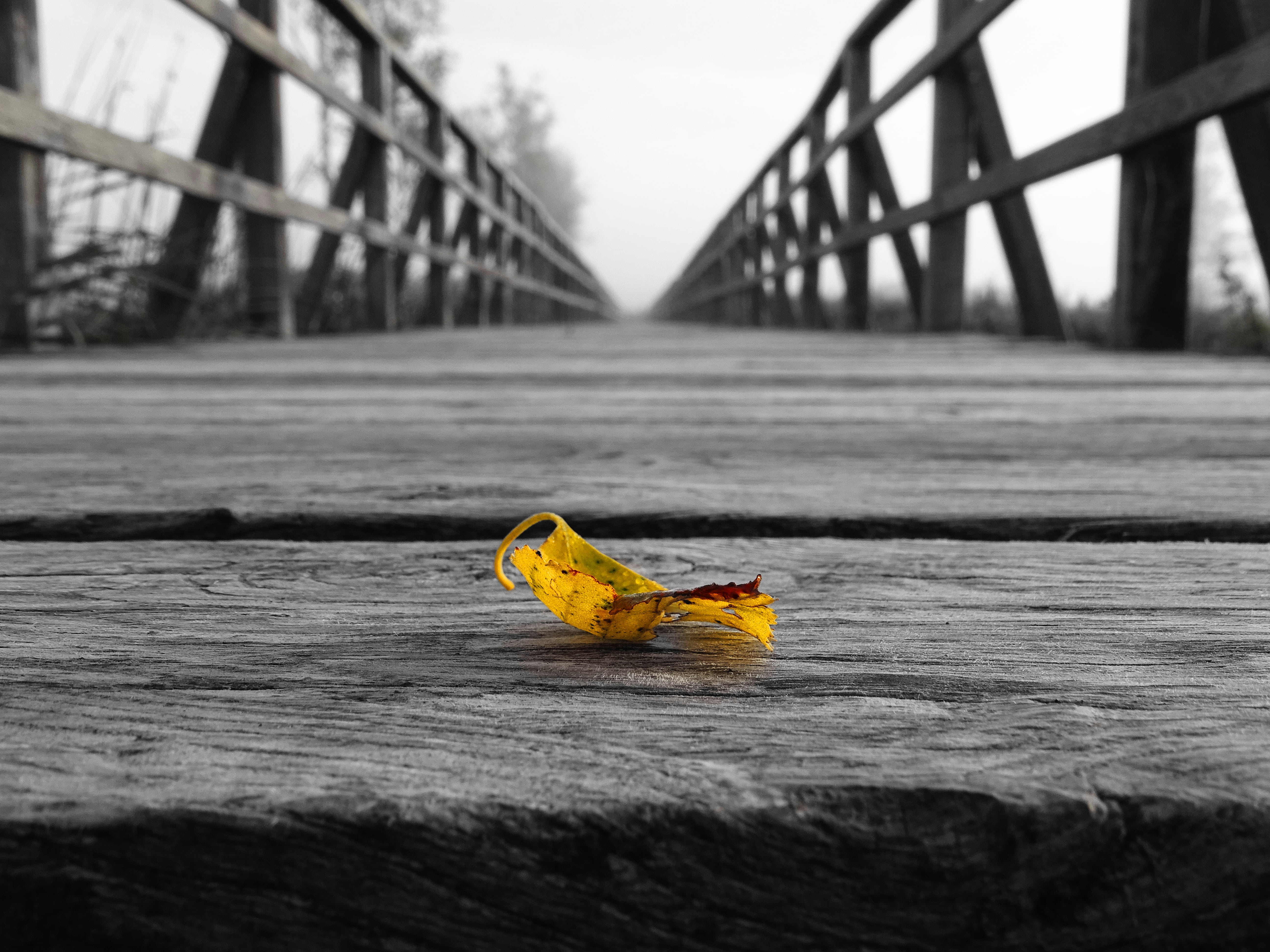 no people, yellow, city, web, away, yellow sheet, selective focus, 5K, photo, animal themes, outdoors, road, bridge - man made structure, change, built structure, HD Wallpaper