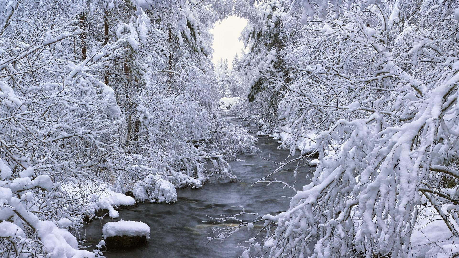 nature, stream, extreme weather, flowing water, forest, snowing, tree, frost, tranquil scene, creek, snow, outdoors, branch, runnel, water, plant, sky, HD Wallpaper