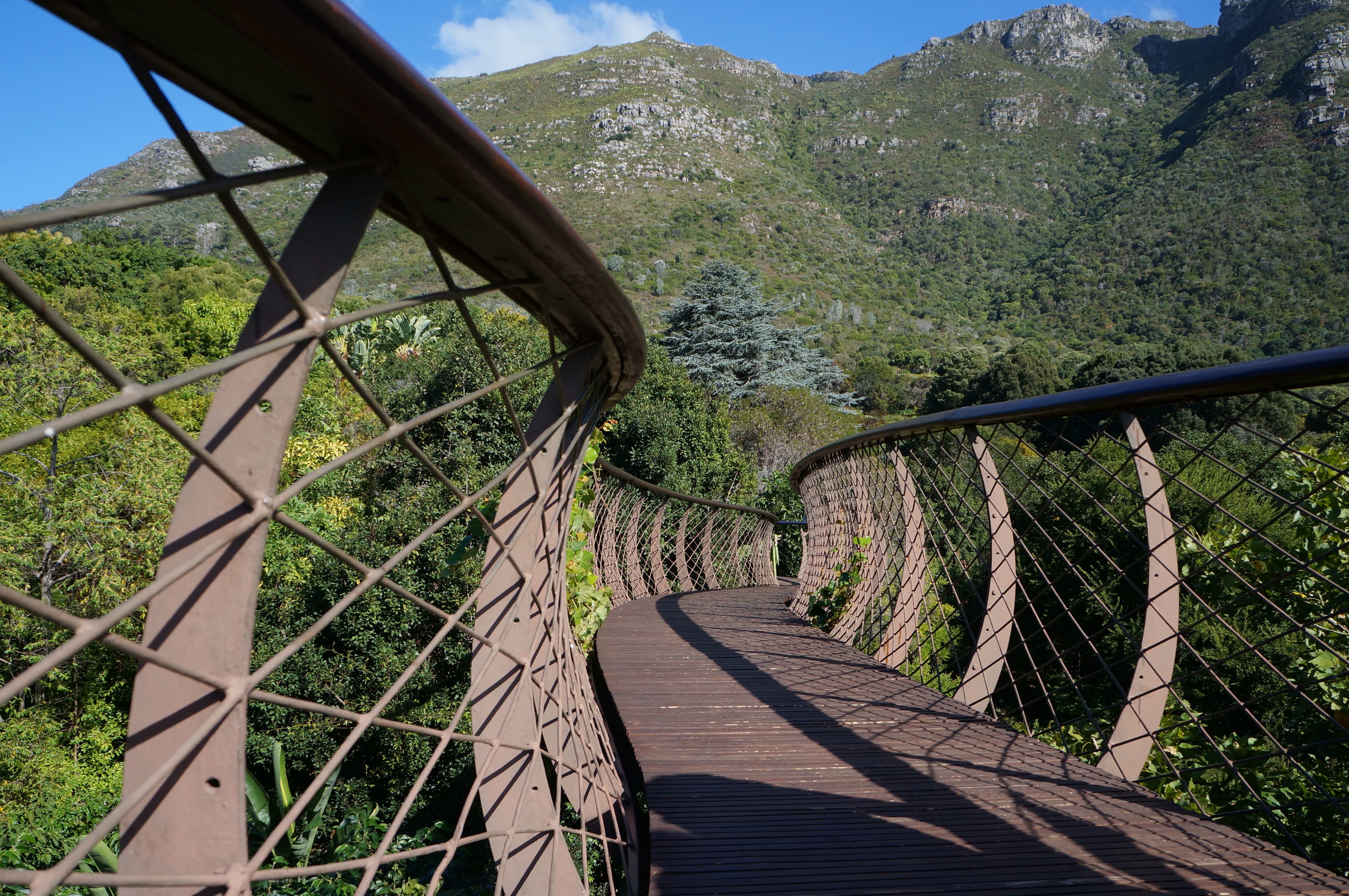 plant, direction, 4K, outdoors, no people, railing, south africa, bridge - man made structure, tranquility, kirstenbosch national botanical garden, garden, HD Wallpaper