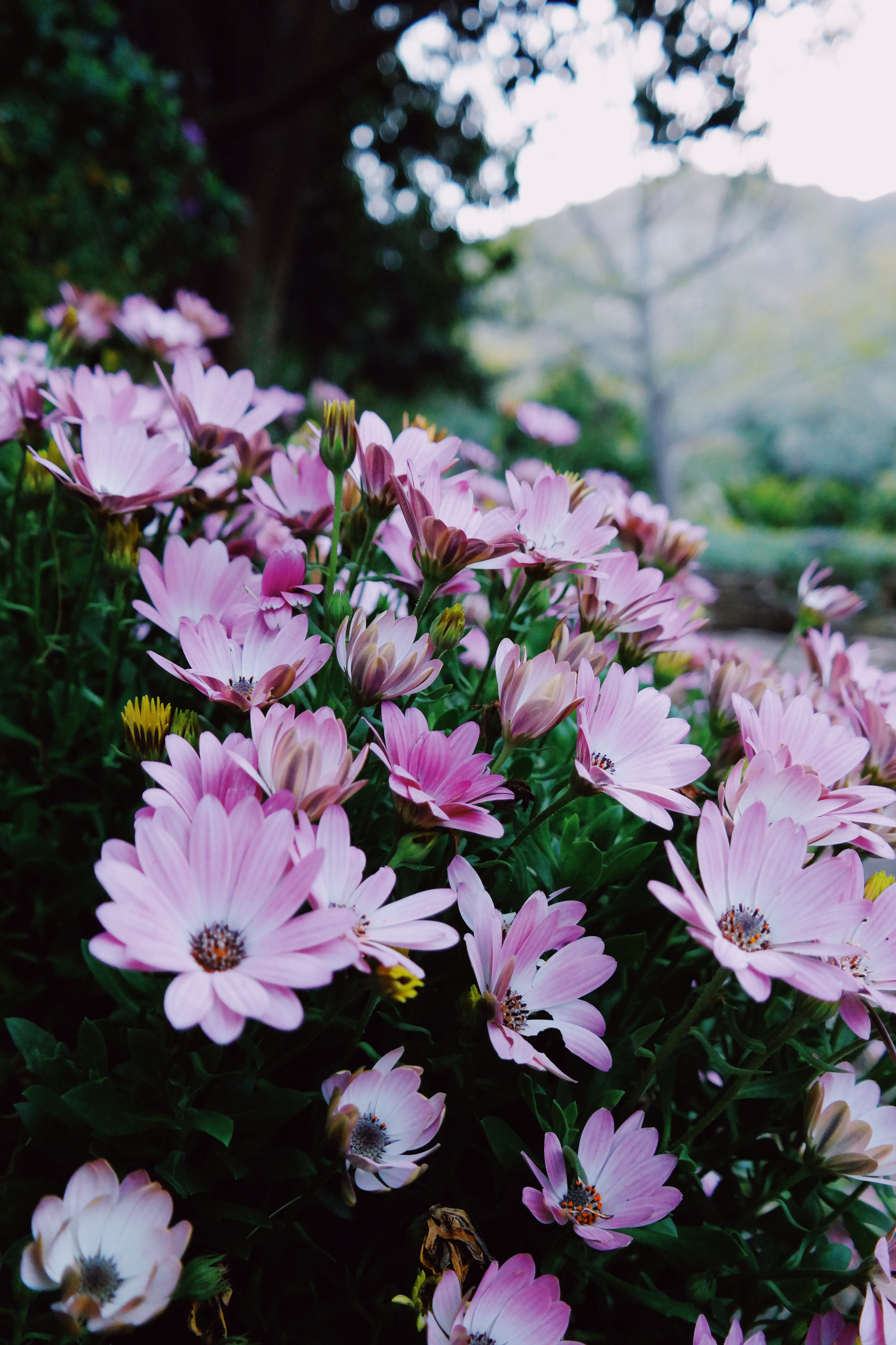 petal, flowering plant, pollen, pink color, beauty in nature, vulnerability, fragility, botany, close-up, purple, kirstenbosch national botanical garden, Phone HD Wallpaper
